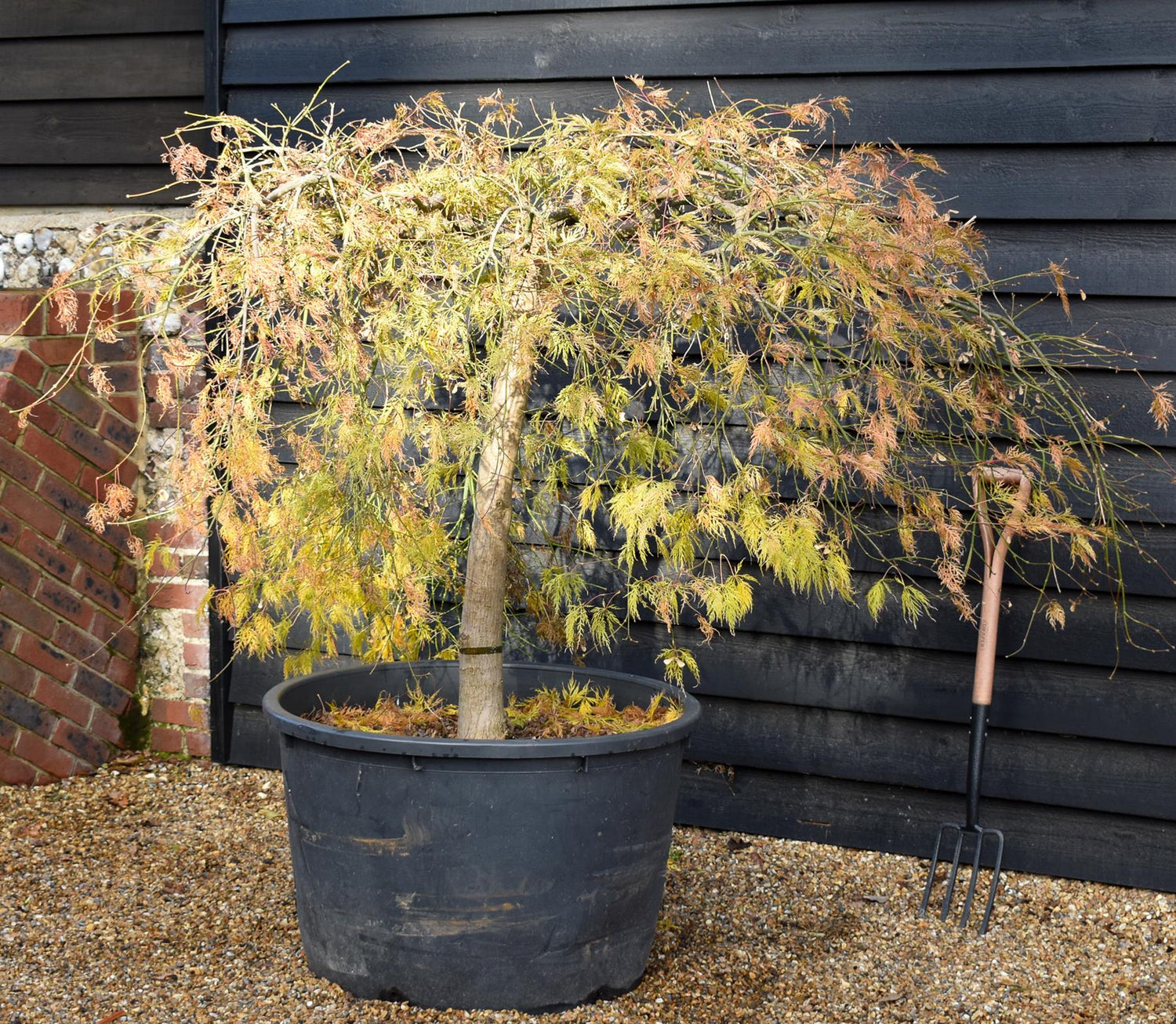 Acer palmatum Dissectum | laceleaf Japanese maple - Weeping - Clear Stem 90cm - Height 130-140cm - 230lt