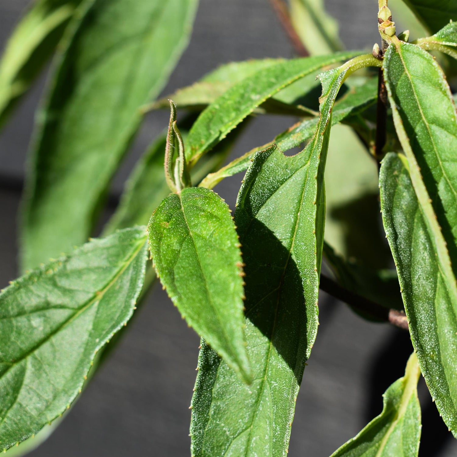 Deutzia scabra 'Pink Pompom' - 3lt