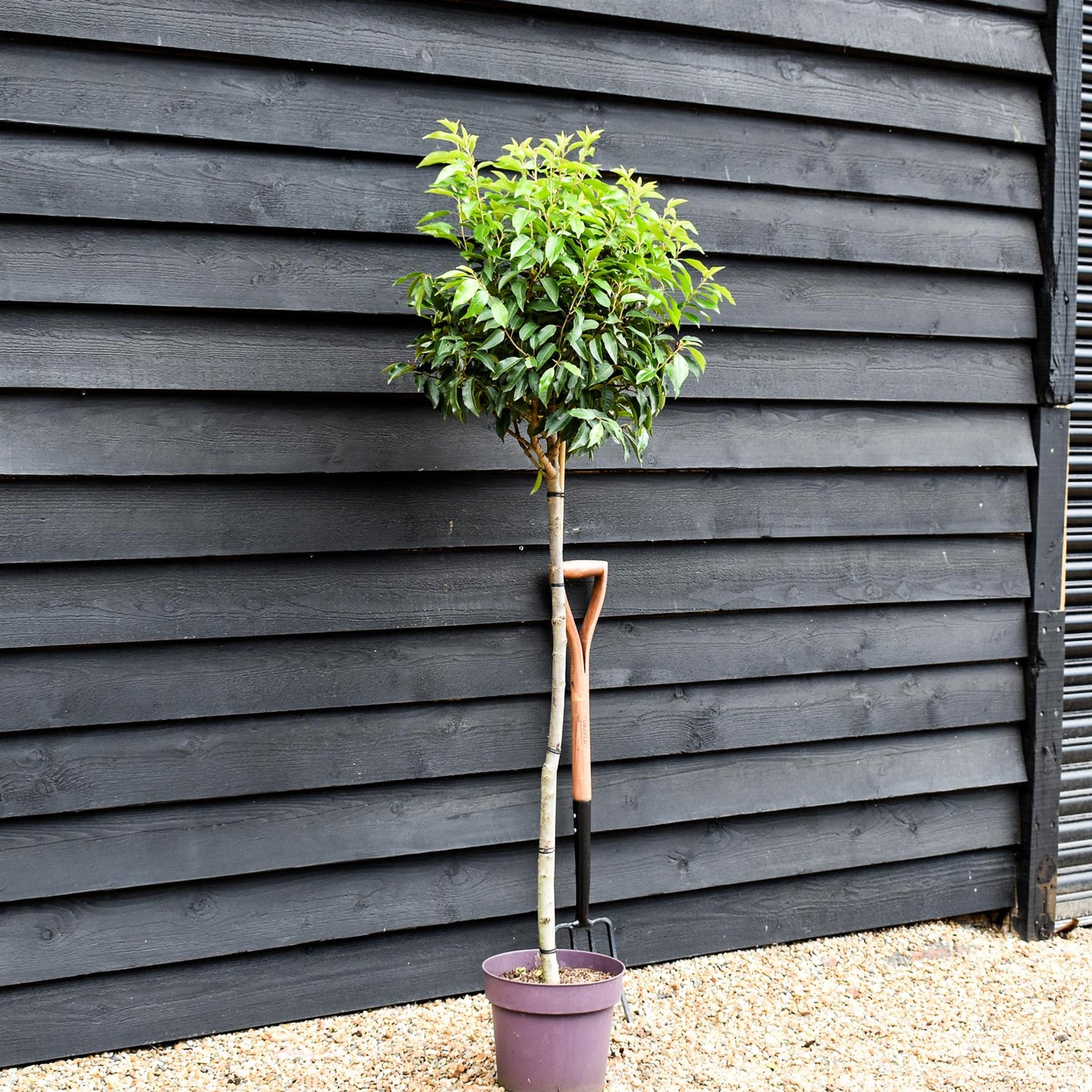 Portuguese Laurel | Prunus Lusitanica - Clear Stem 90-100cm - Girth 6-8cm - Height 150-160cm - 10lt