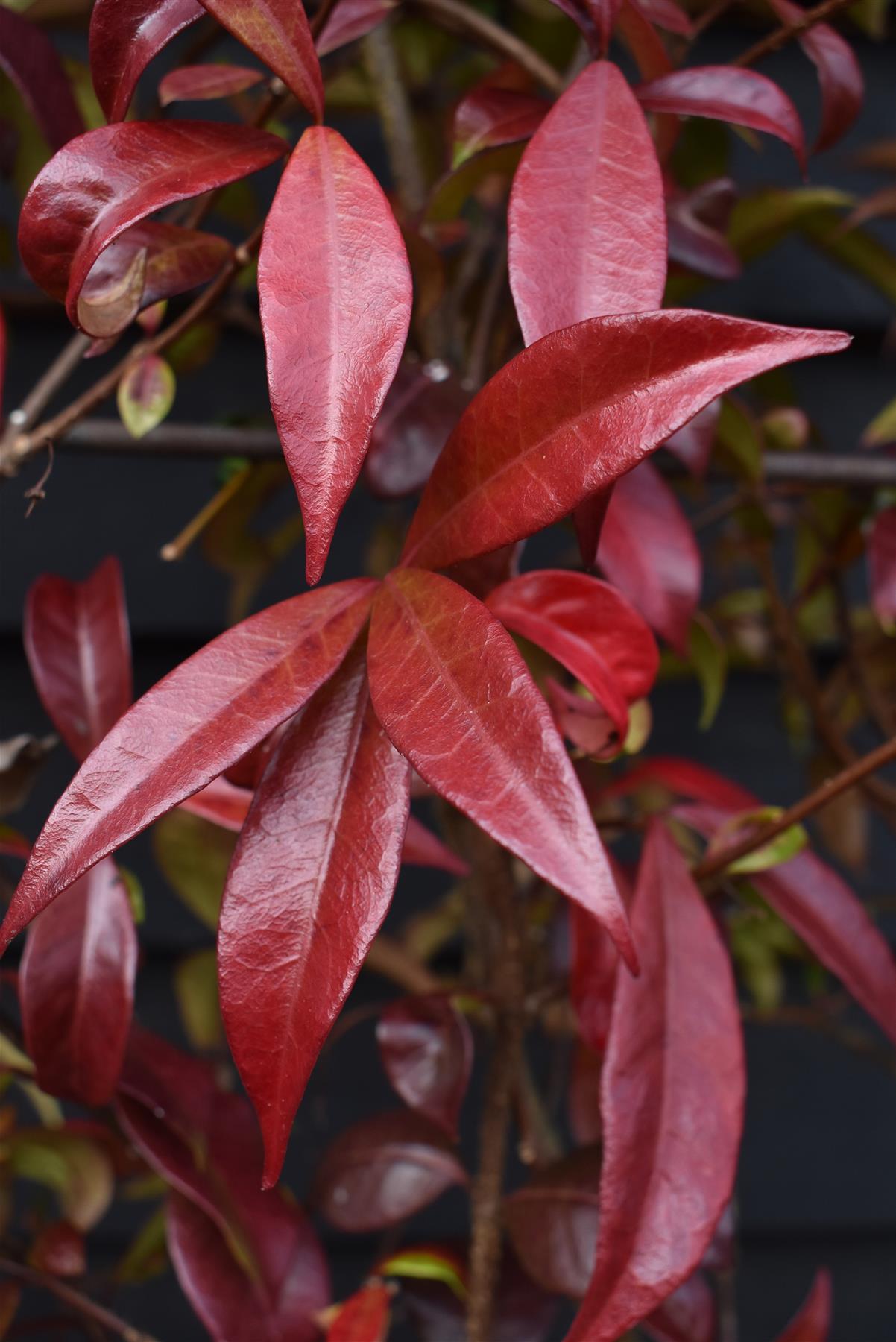 Trachelospermum jasminoides - Frame 100 x110cm - Height 130cm - 45lt