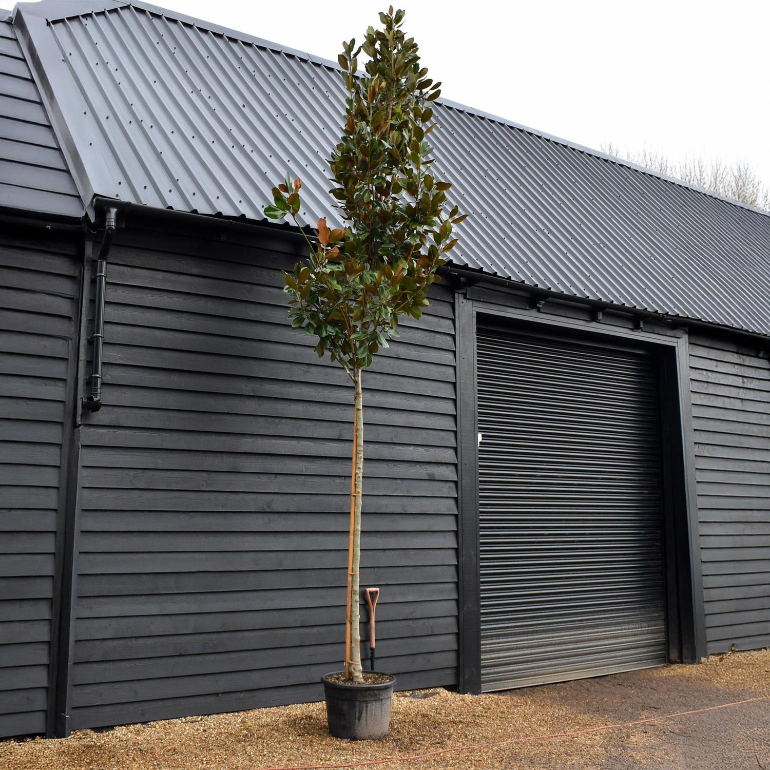 Magnolia Grandiflora Francois Treyve - Standard - Clear Stem 460-520cm - 70lt