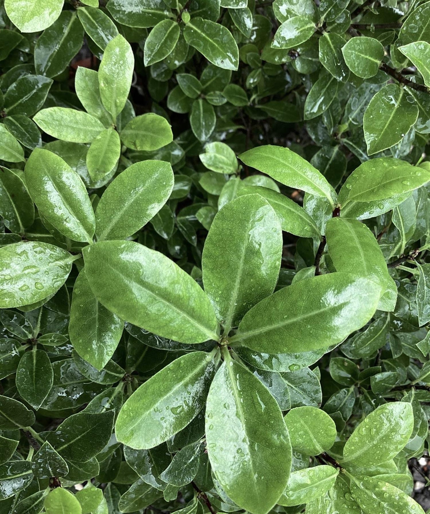 Pittosporum tenuifolium 'Golf Ball' - 60-65cm, 20lt