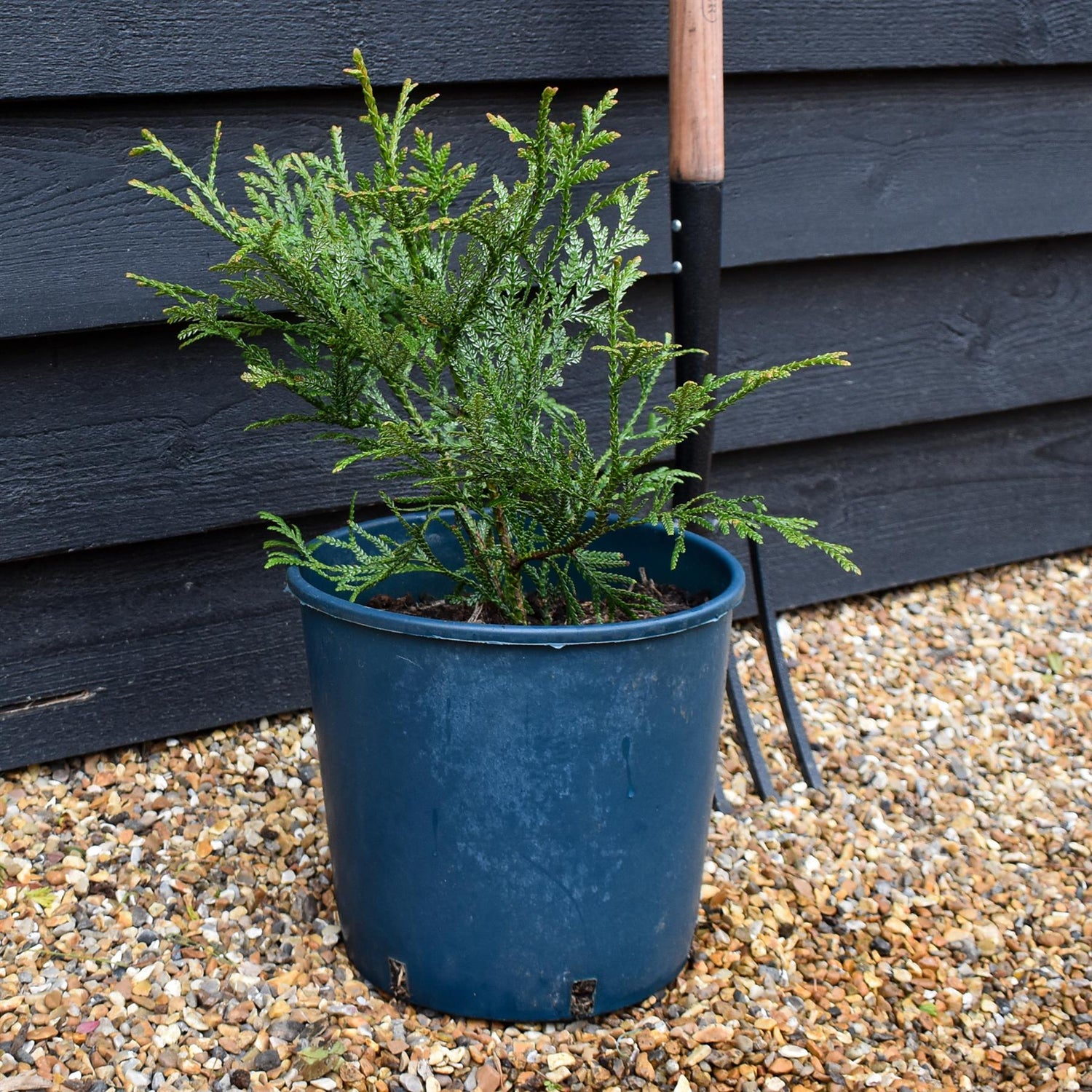 Thujopsis dolabrata - Conifer - Height 30-50cm 12lt