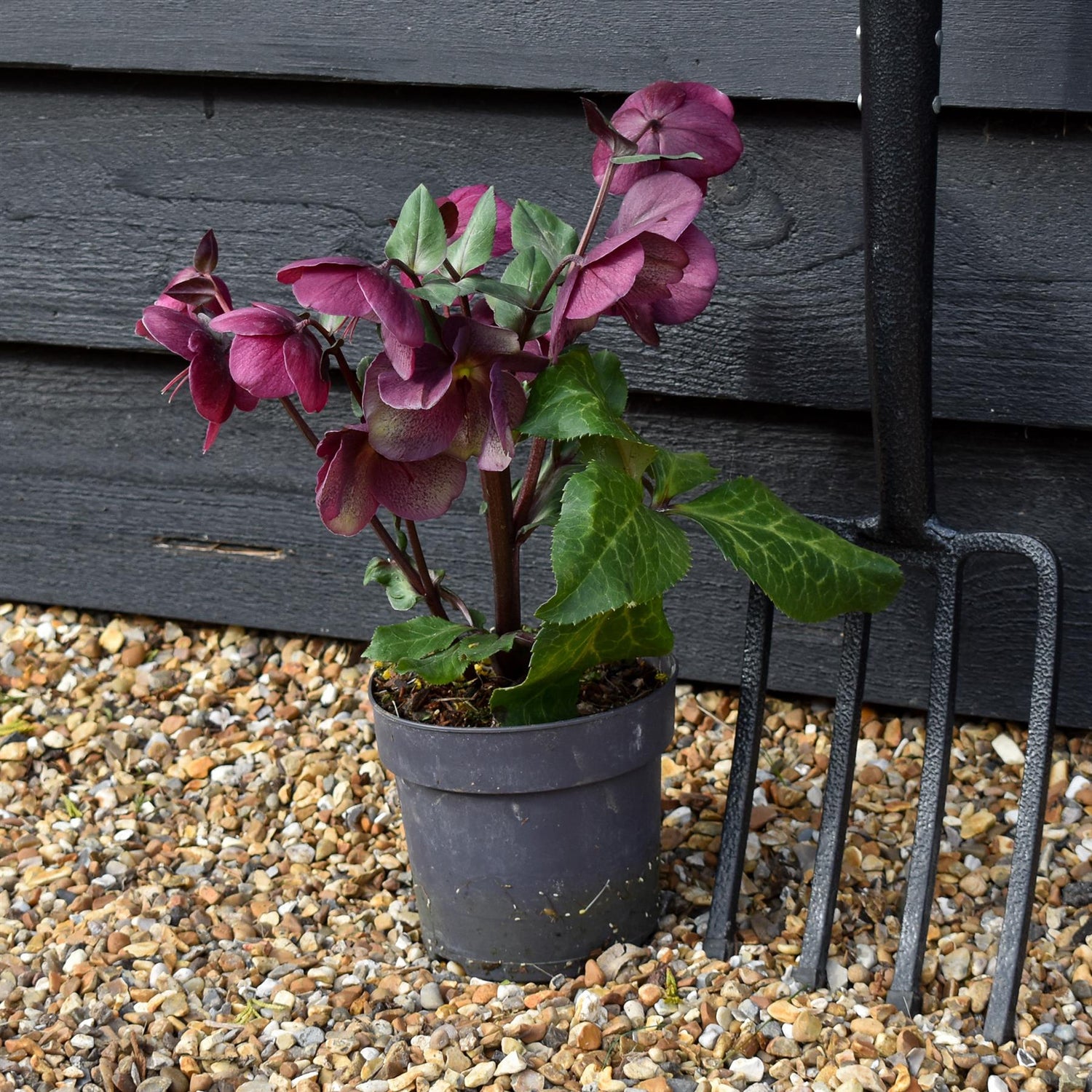 Helleborus 'Charmer' - Perennial - Height 40-50cm - 2lt
