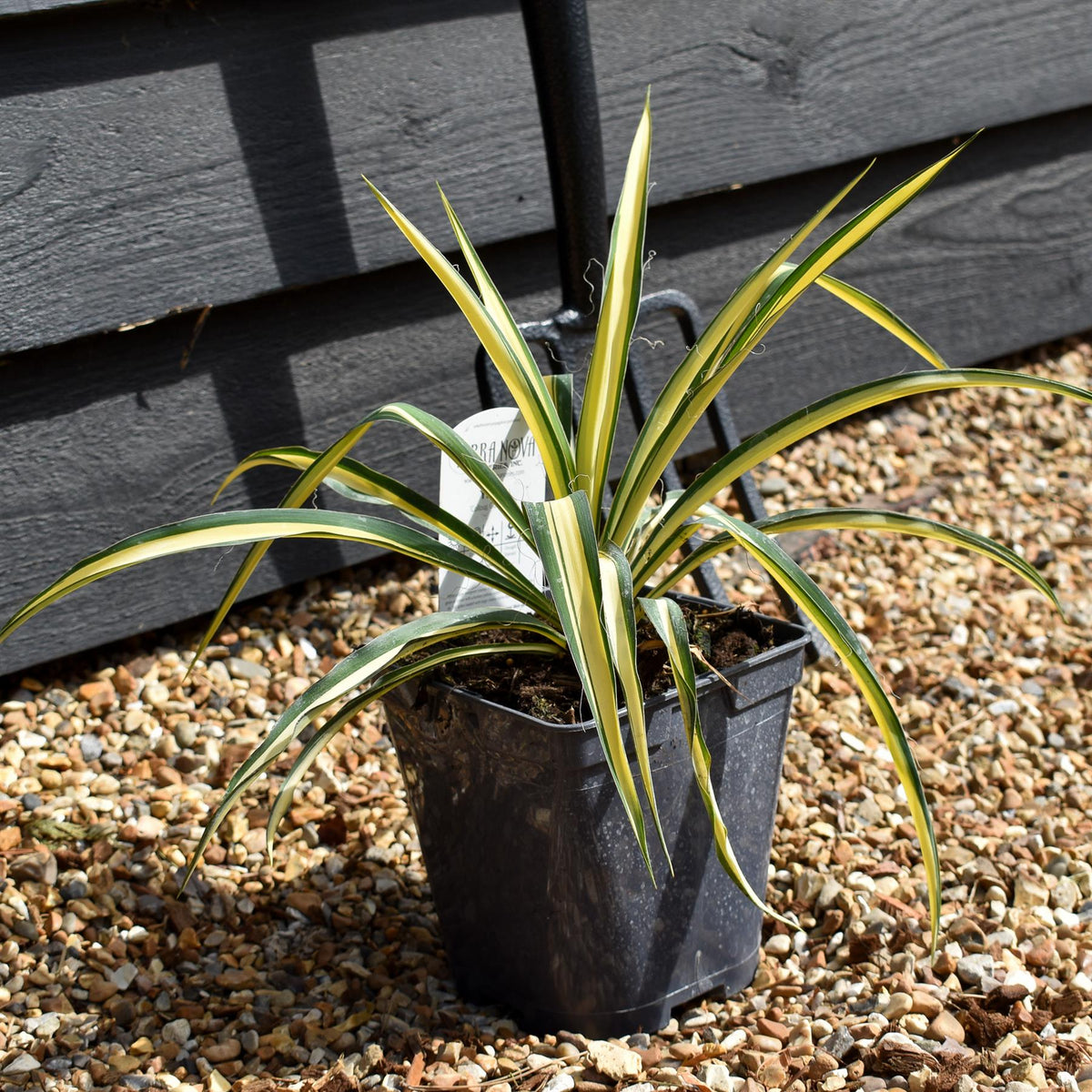 Yucca Filamentosa 'Colour Guard' | Adam's Needle 'Color Guard' - 2lt