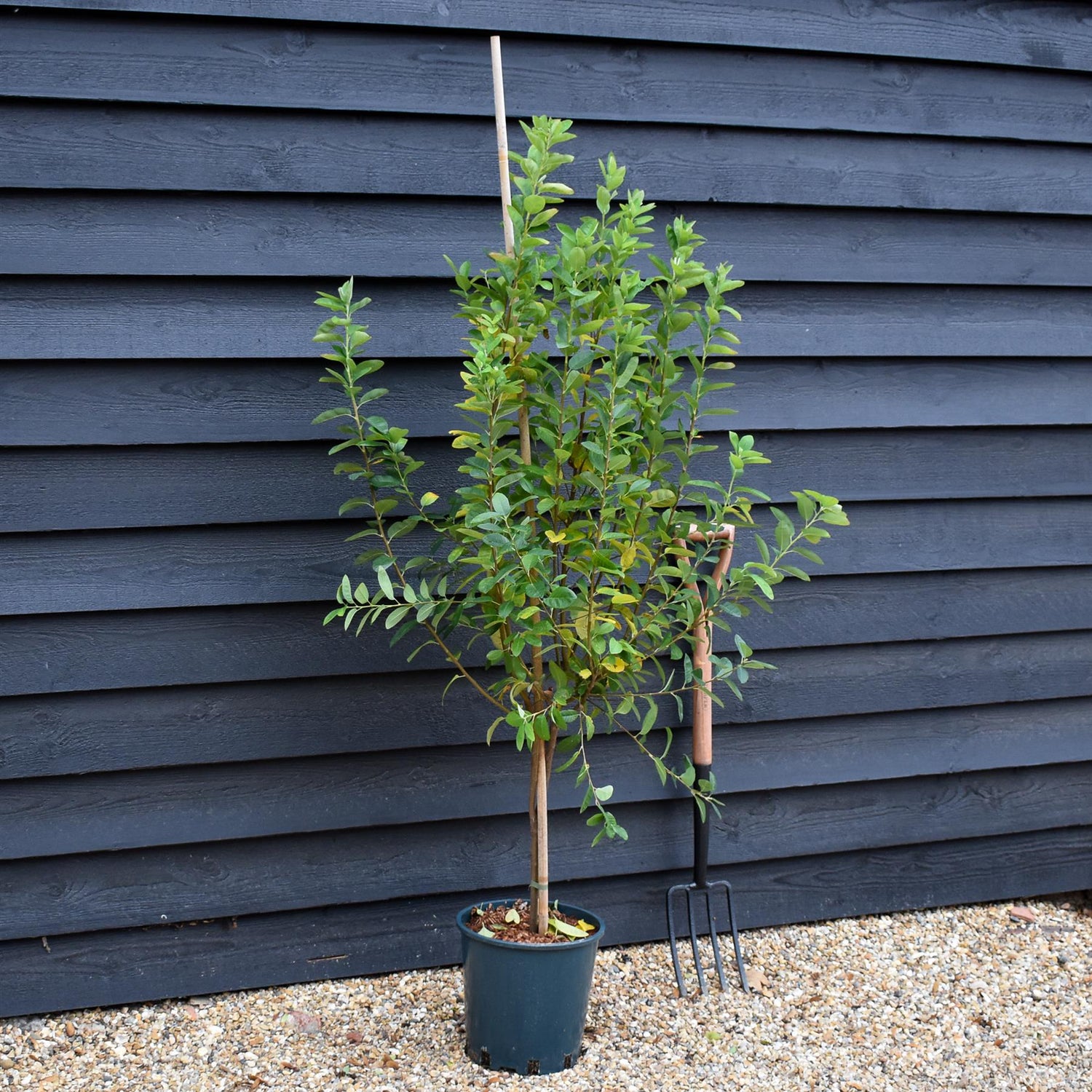 Amelanchier canadensis ' October Flame' - Height 130-150cm - 12lt