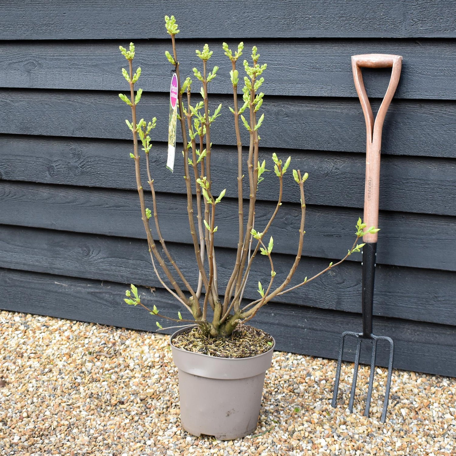 Lilac ''Primrose' | Syringa vulgaris - Height 80-100cm - 10lt