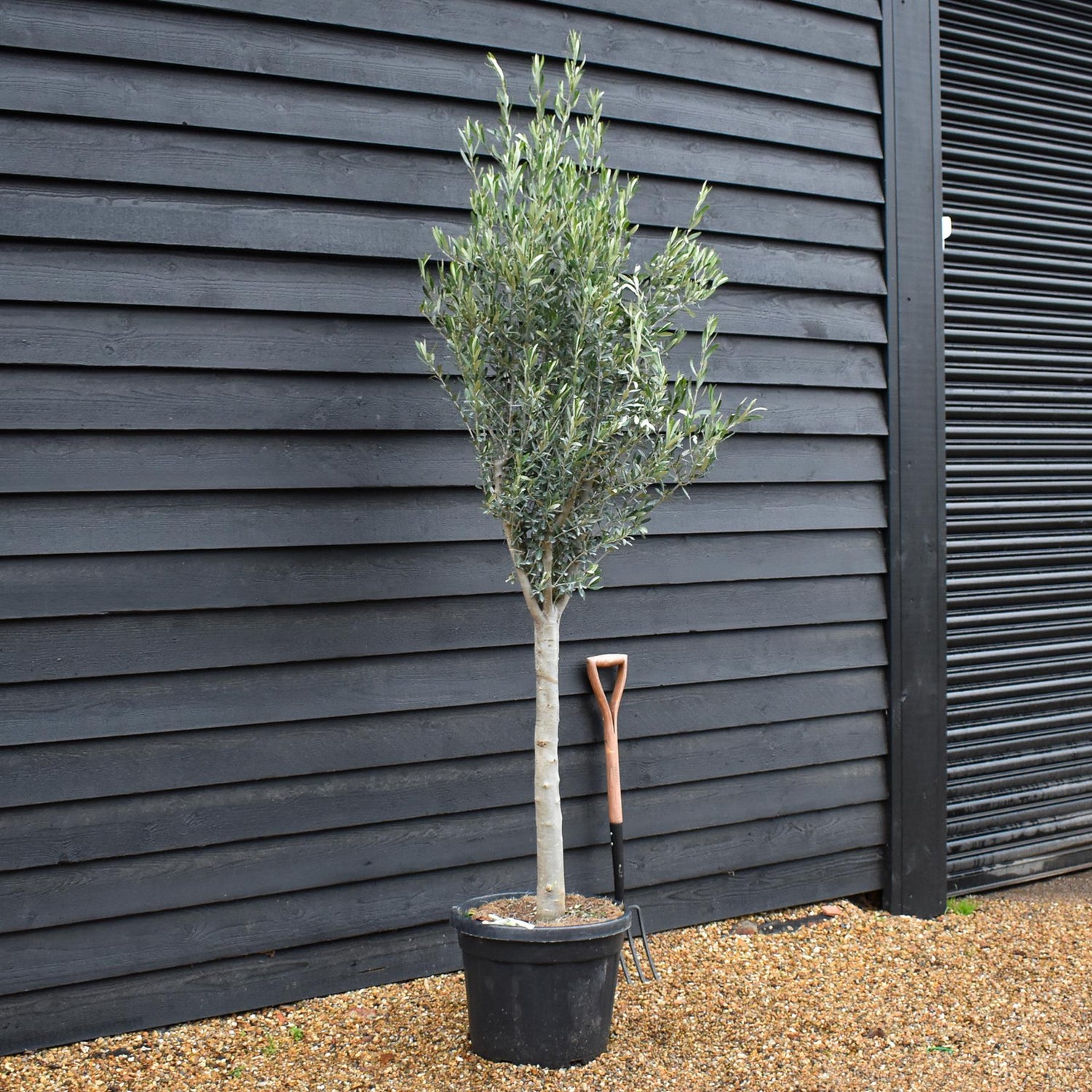 Olive Tree | Clear Stem 70-80cm - Height 190-220cm - 45lt