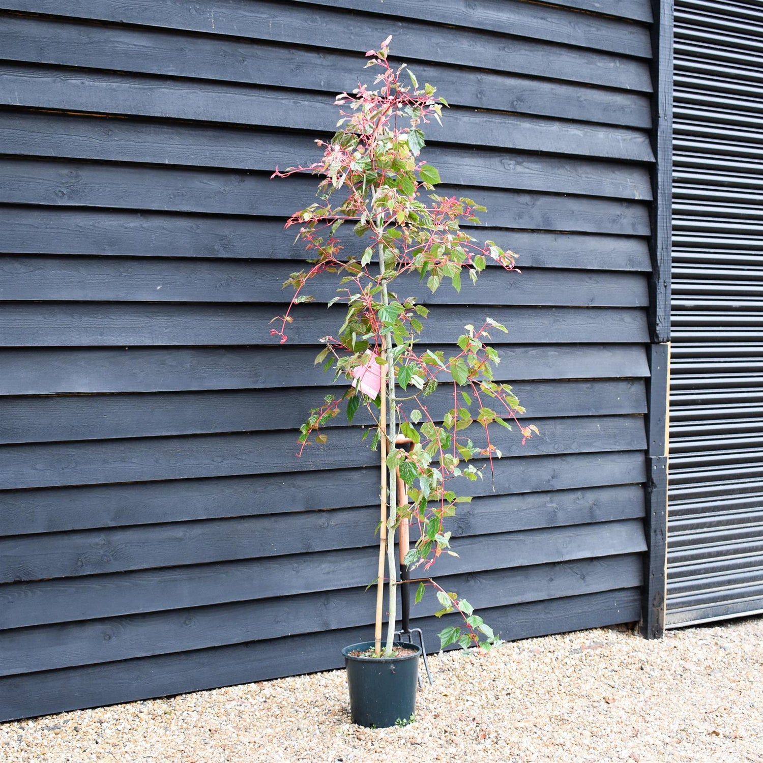 Acer 'Red Flamingo' - 180-220cm - 10lt