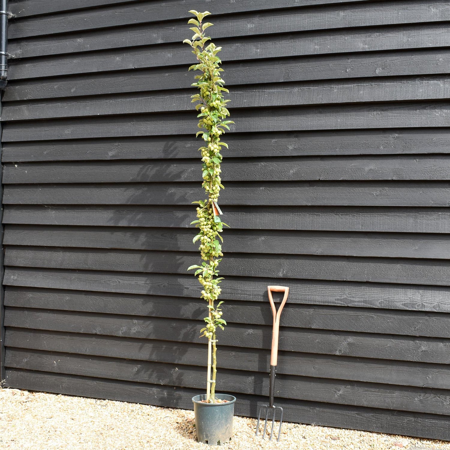Malus 'Golden Hornet' | Flowering Crab Apple Tree, Clear Stem - 180-220cm, 10lt