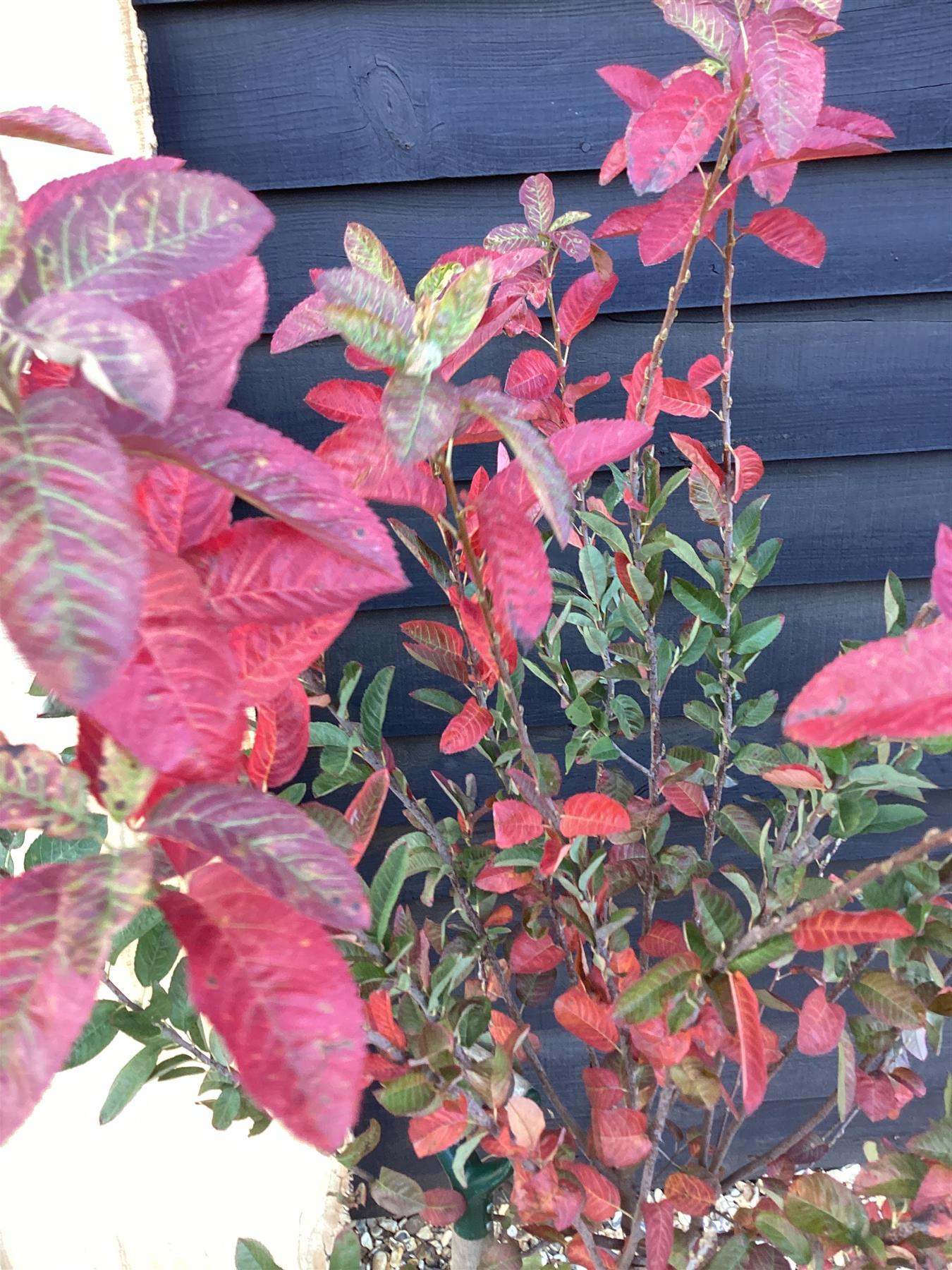Amelanchier x grandiflora 'Robin Hill' - 1/4 Std - 5cm - 110-120cm, 15lt