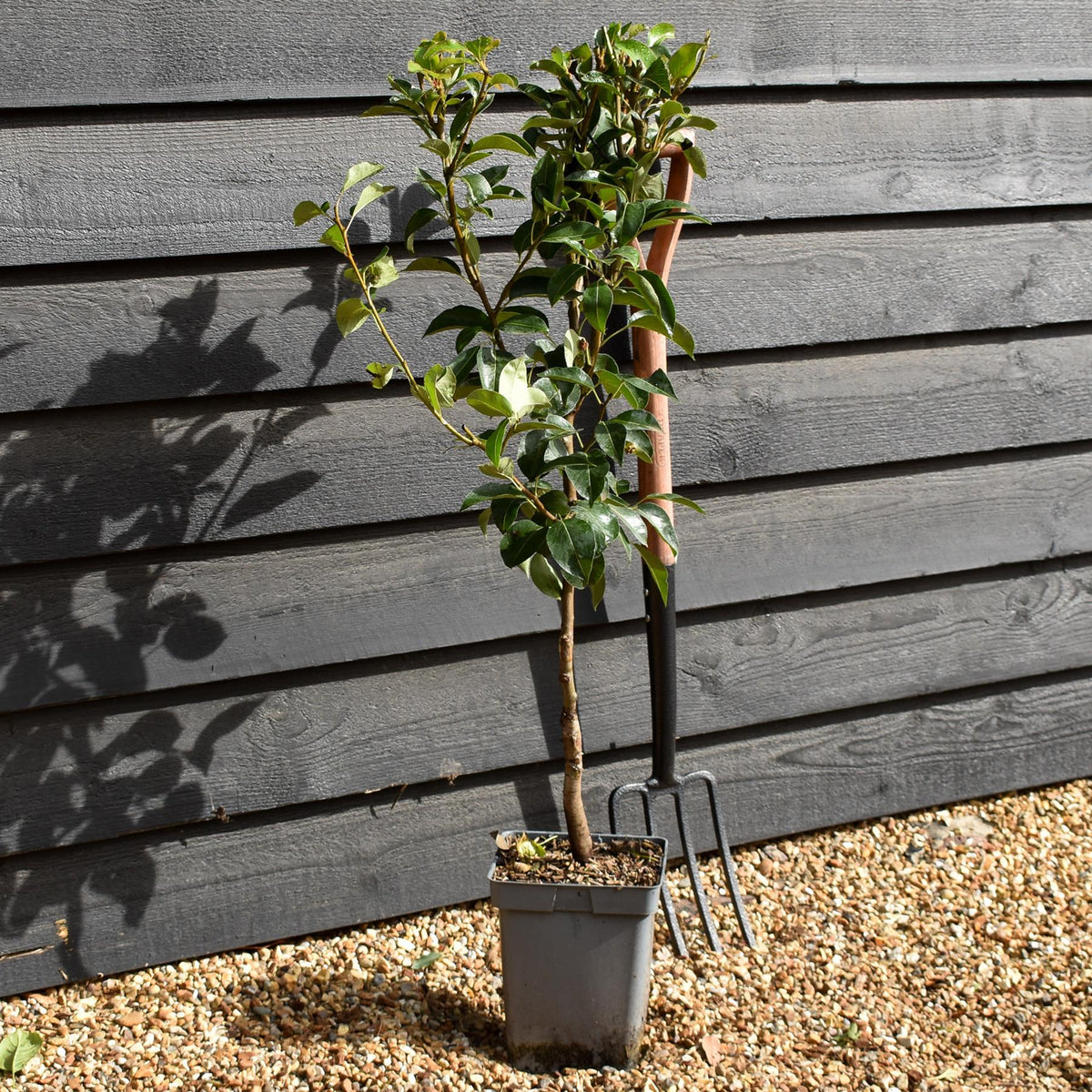 Pyrus Communis Williams | Pear 'Williams' Bon Chrétien'  - Patio Rootstock - Height 80-100cm, 7lt