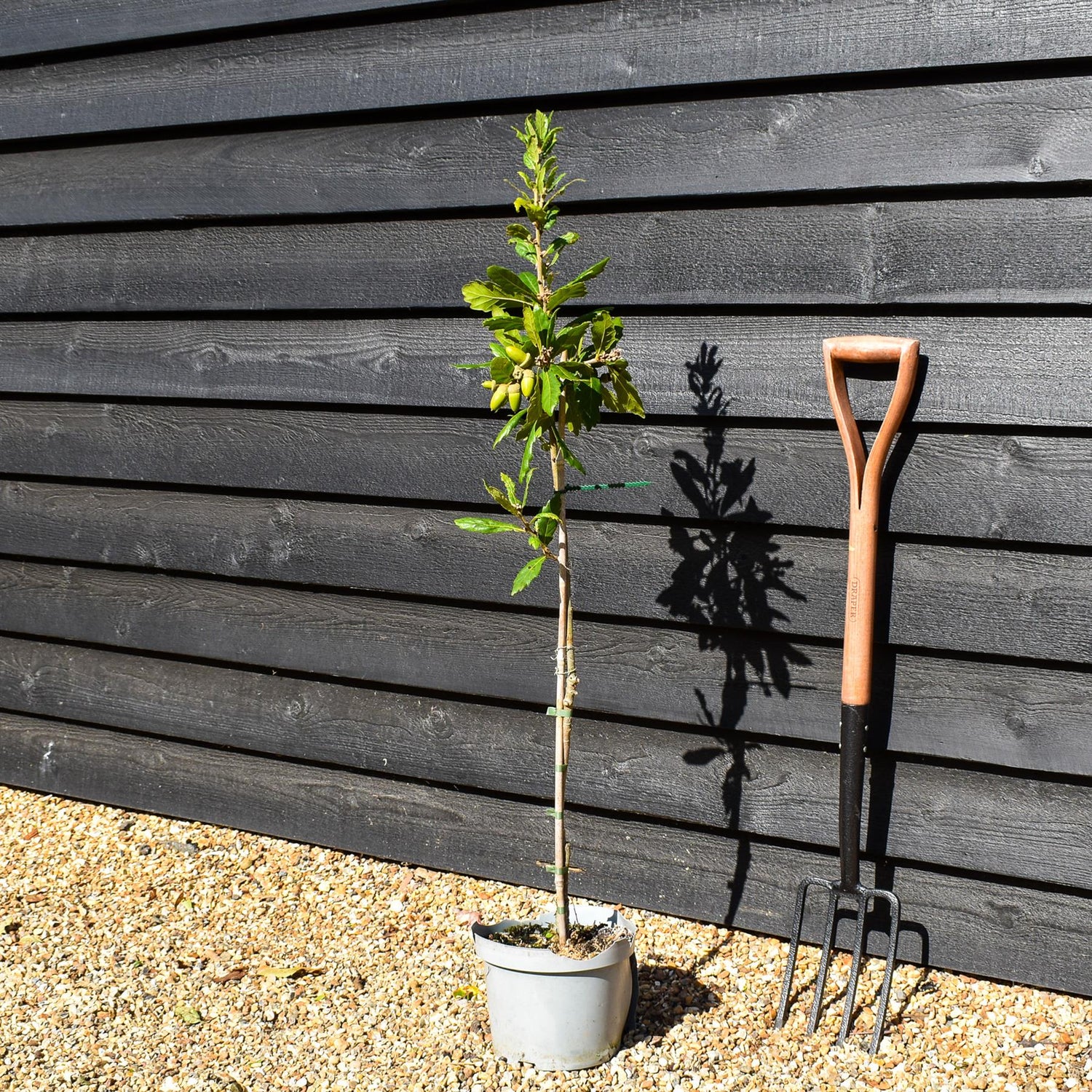 Turners Oak | Quercus turneri 'Pseudoturneri' - Height 60-80cm - Pot Grown - 5-10lt