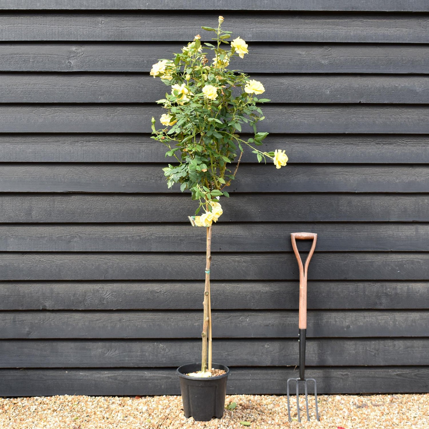 Rose 'Giallo Puro Intenso' - Clear Stem 80-90cm - Height 130-160cm - 18lt
