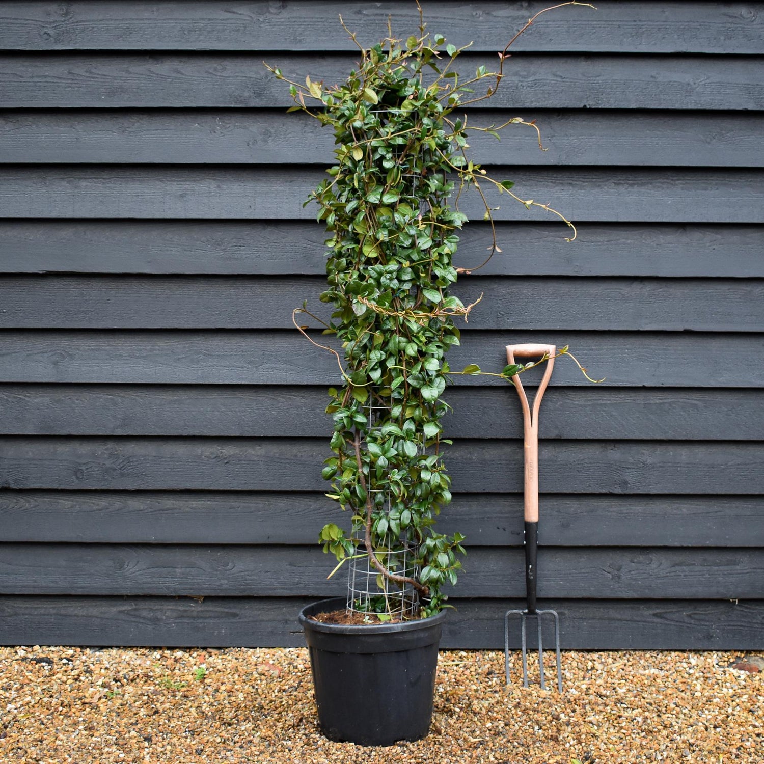 Star Jasmine | Trachelospermum jasminoides - Column Metal Frame- Height 140cm - 30lt