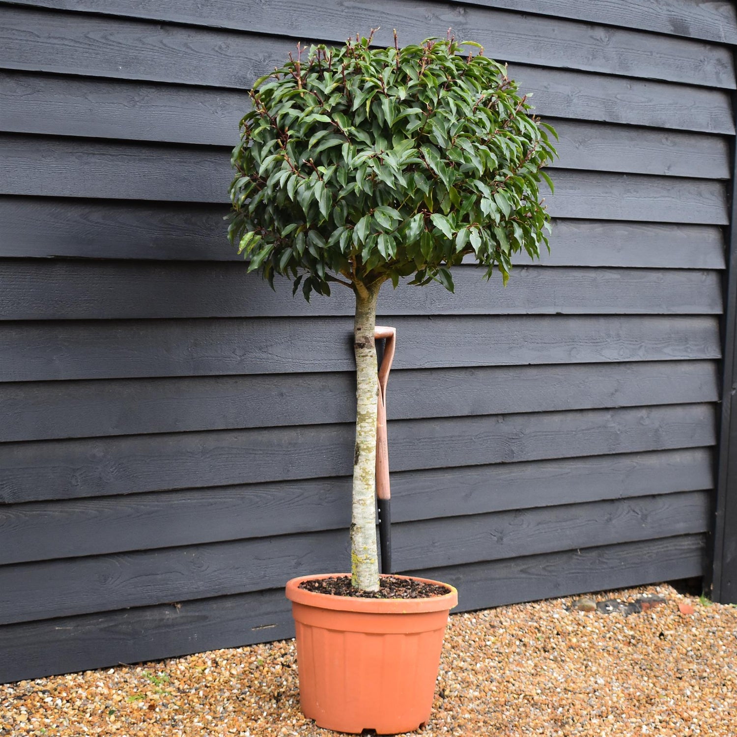 Prunus lusitanica 'Myrtifolia' Portuguese Laurel - Clear Stem 70cm - Height 140cm - 30lt