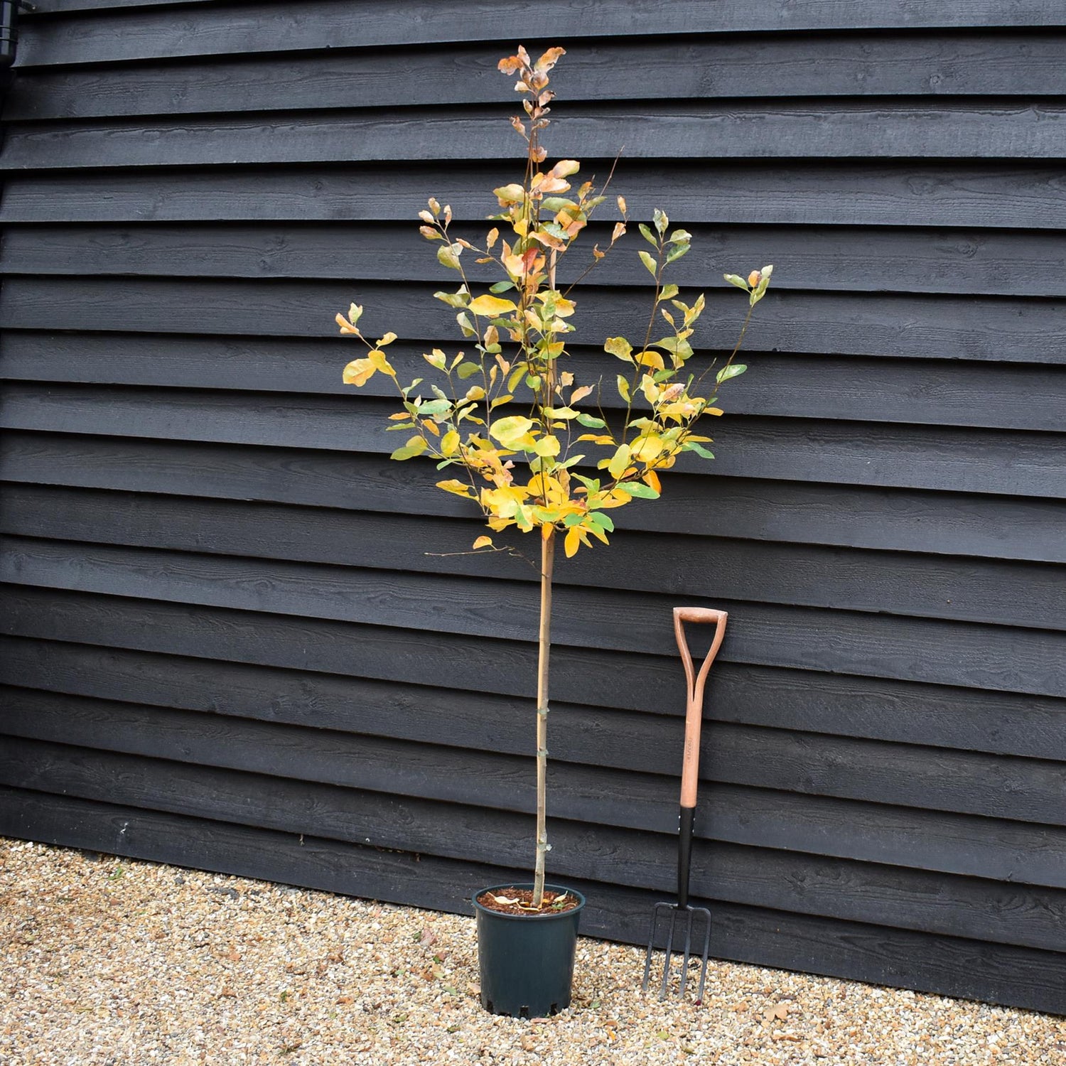 Amelanchier canadensis - Height 180-190cm - 12lt