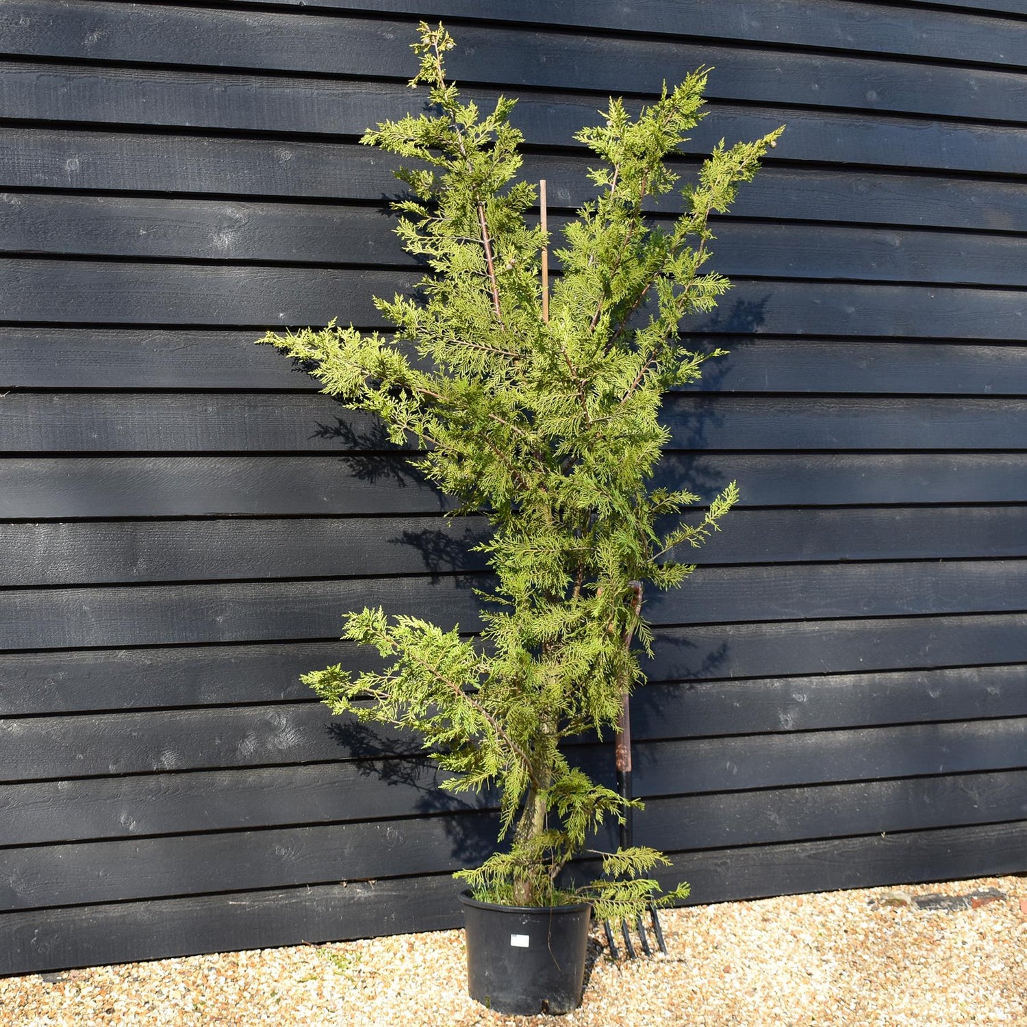Cupressocyparis x leylandii - 30lt