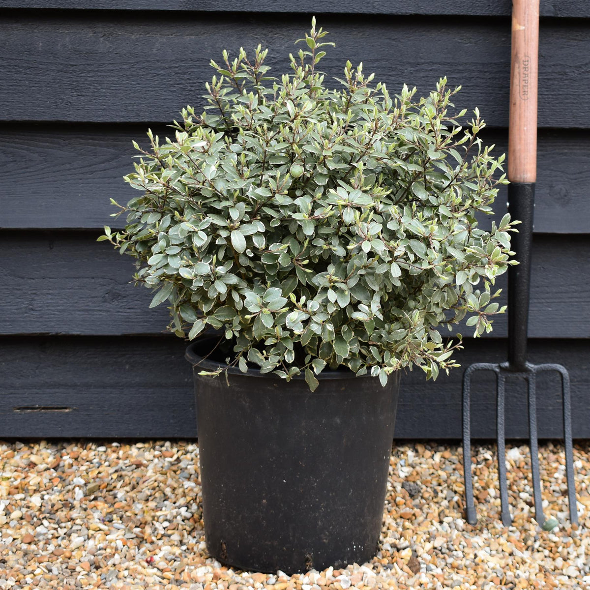 Pittosporum tenuifolium 'Silver Ball' - 30cm - 10lt