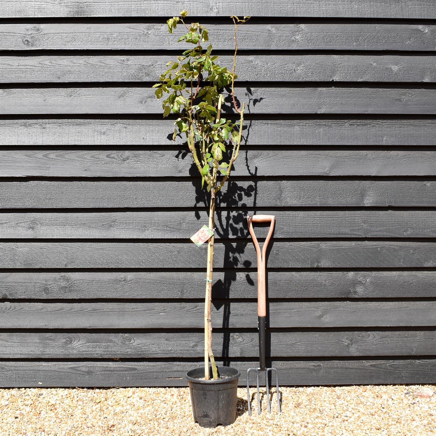 Rose - Orange - Clear Stem 80-90cm - Height 130-160cm - 18lt