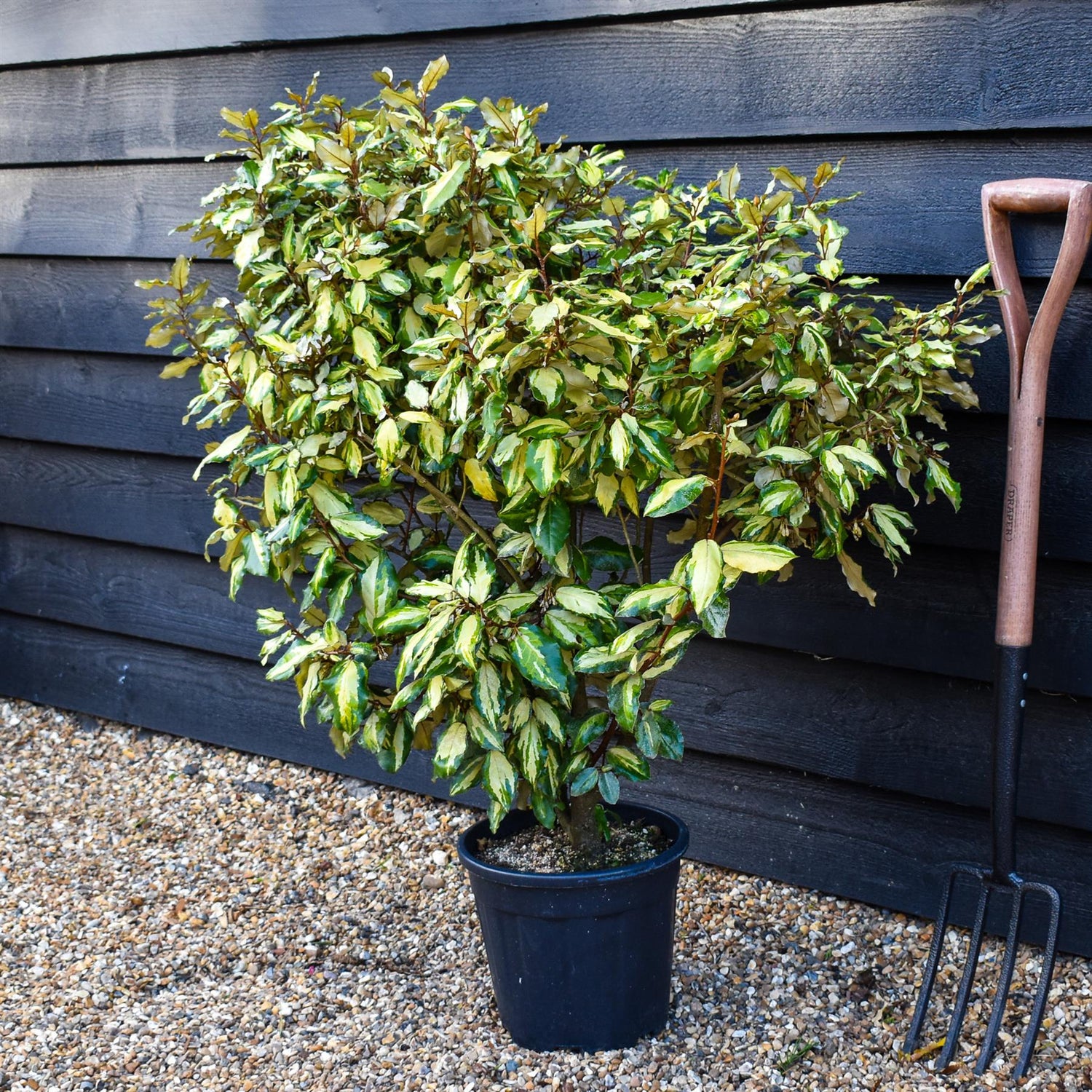 Elaeagnus x ebbingei 'Maryline' - 100cm, 10lt
