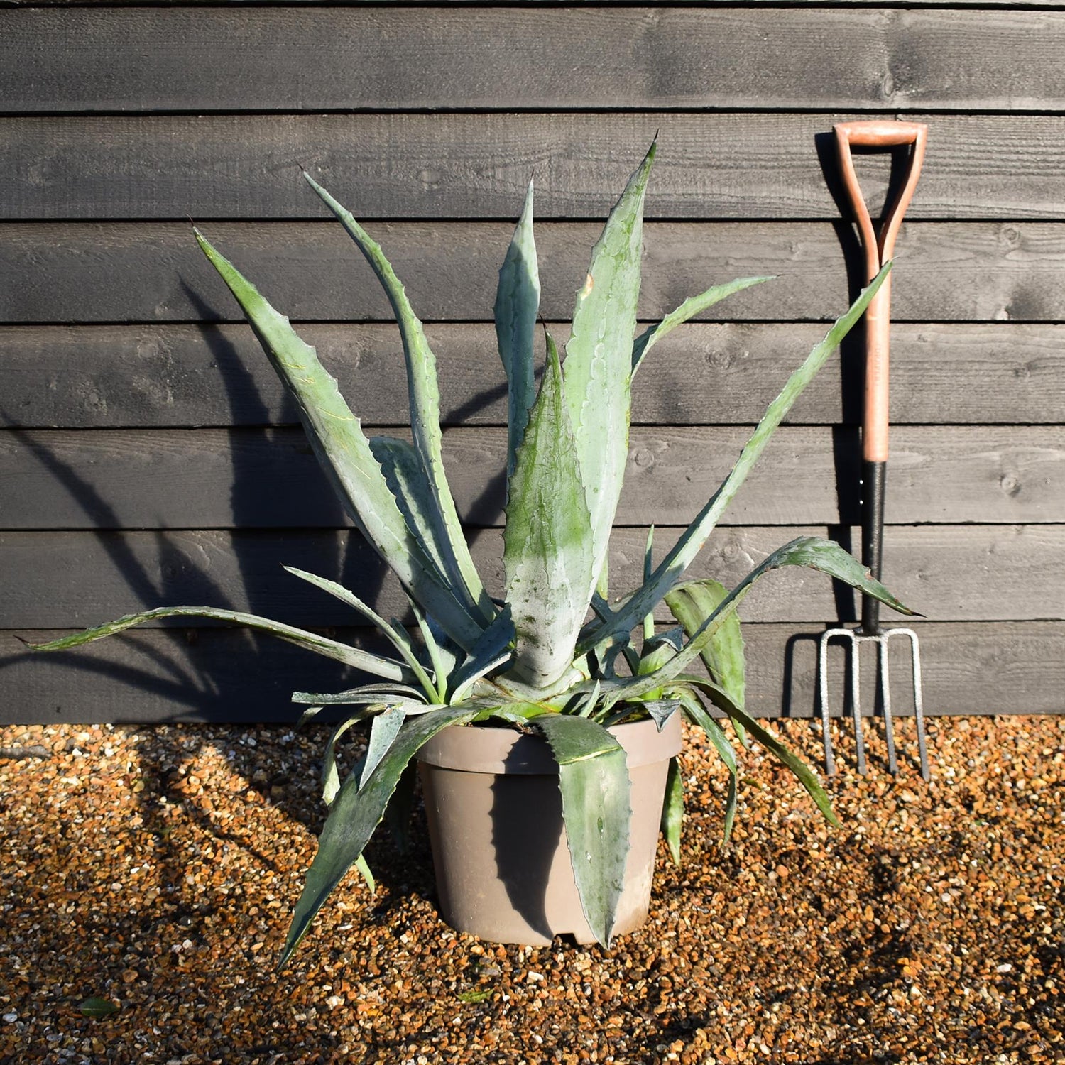 Agave Americana | Agave Century Plant - Height 60cm - 15lt