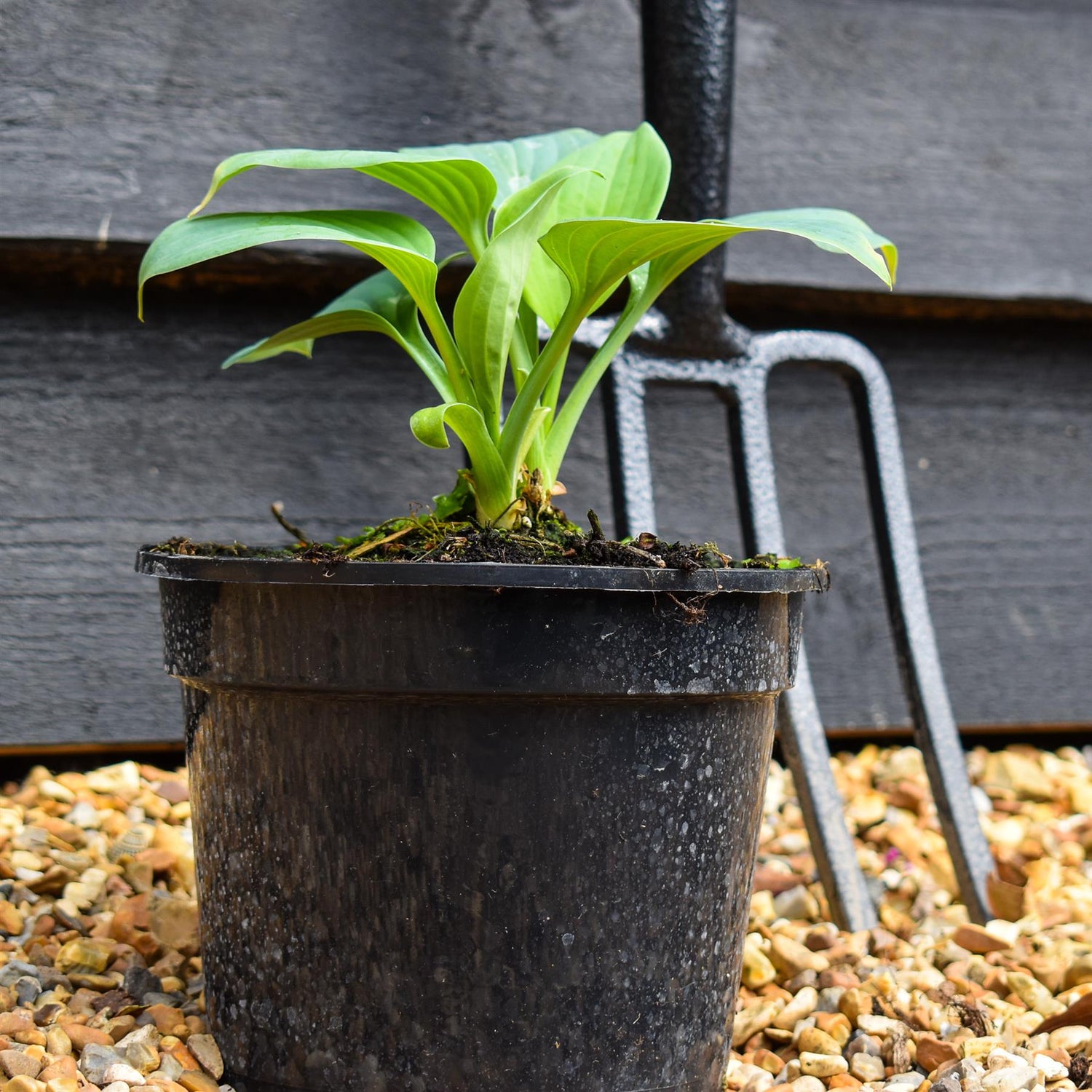 Hosta 'Fragrant Blue' - Height 10-15cm - Perennial - 2lt