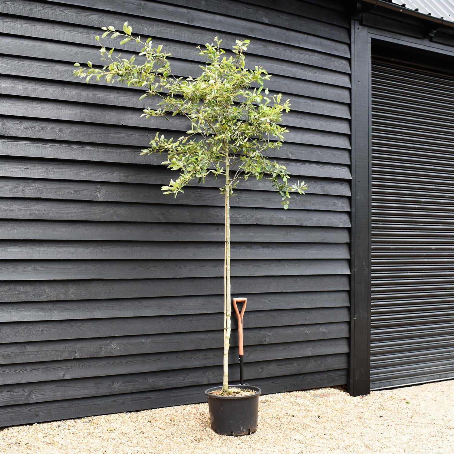 Amelanchier canadensis | Juneberry - Clear Stem - Height 220-250cm - Girth 6-8cm - 40lt