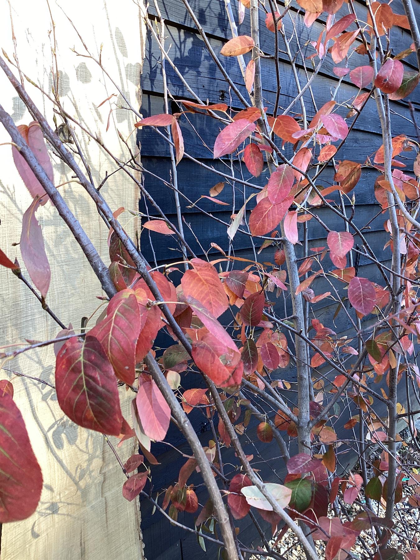 Amelanchier lamarckii - 250cm - 70lt