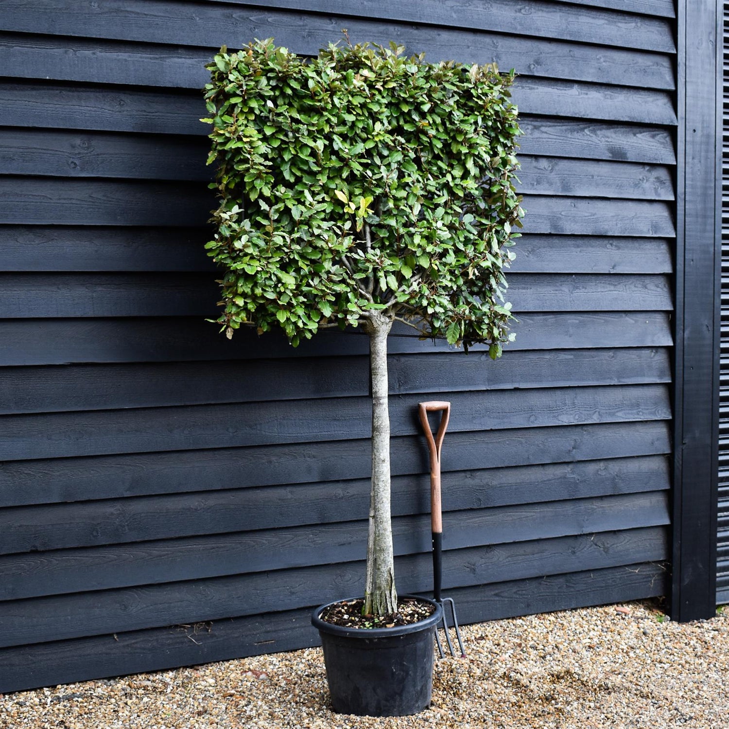 Elaeagnus ebbingei | Ebbing's Silverberry - Metal Frame - 90-110cm, 35lt