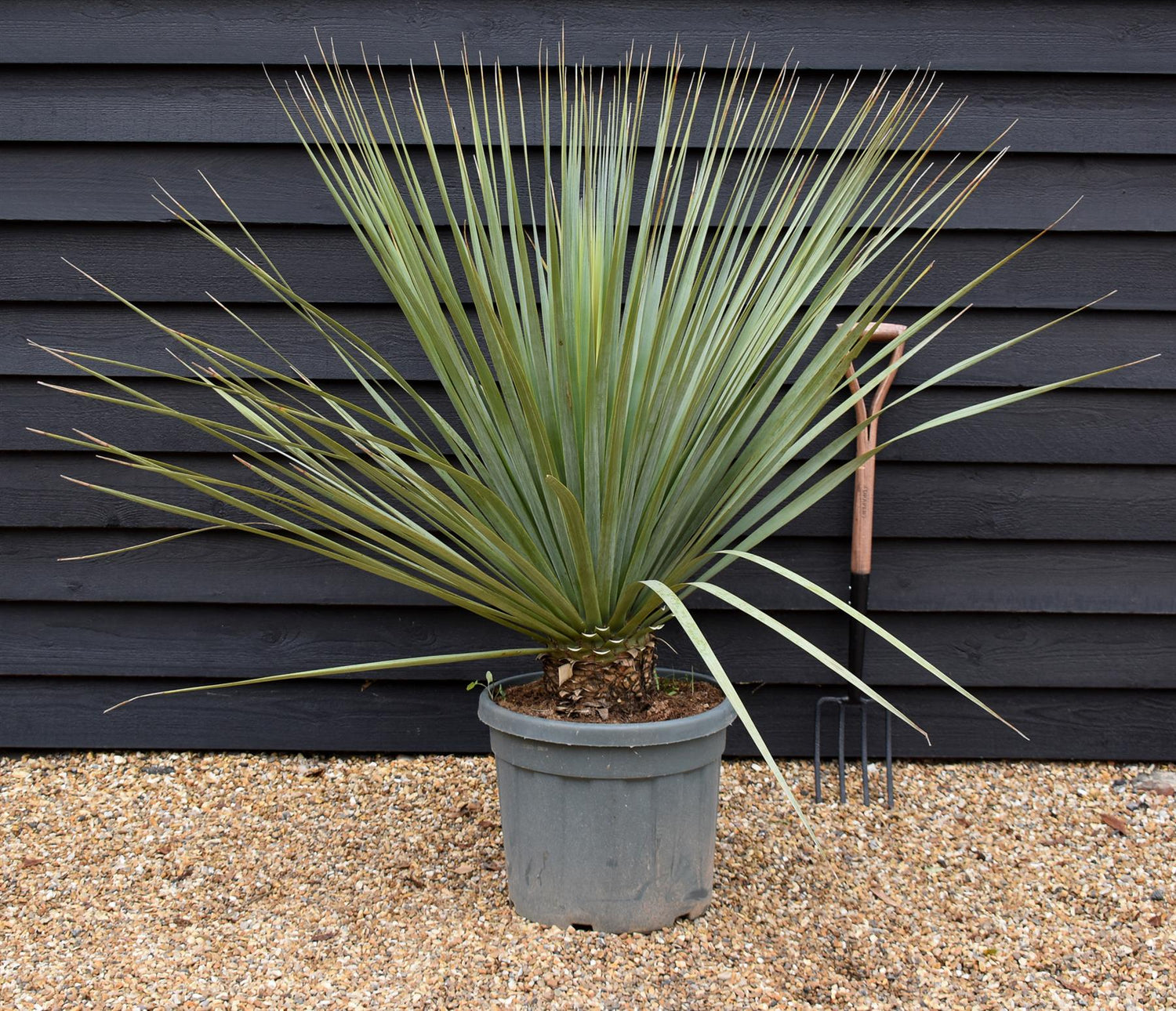Nolina hibernica -  Beargrass Tree - Height 130cm - Width 190cm - 55lt