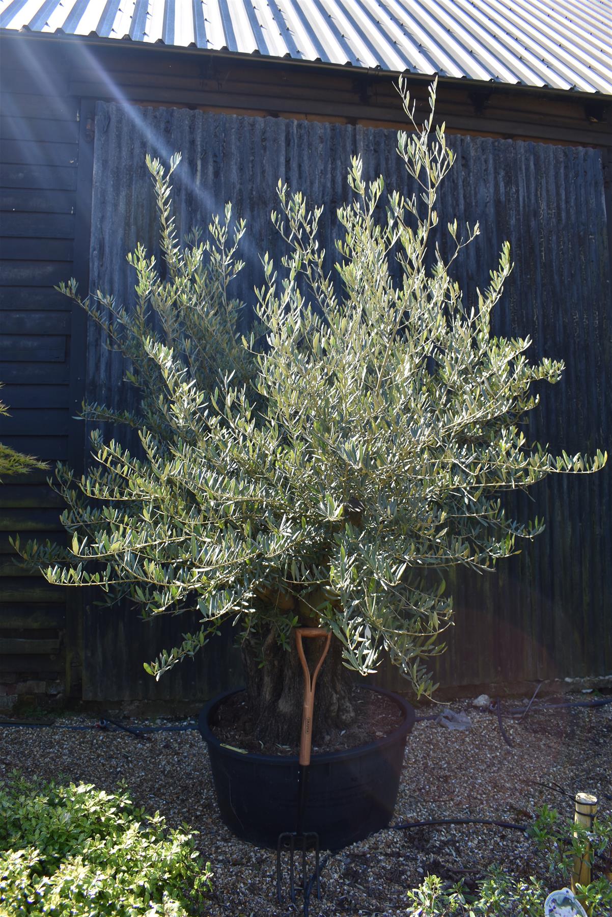 Olive Tree | Olea Europea 1/2 Standard 140cm girth - 200-210cm, 240lt