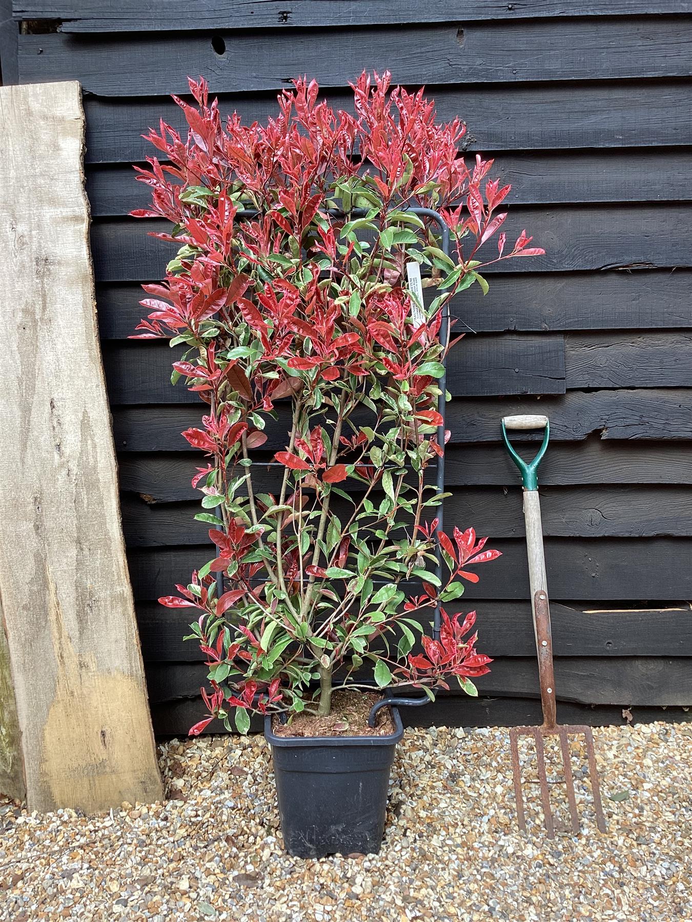 Photinia Pink Marble ('Cassini') | Christmas Berry Pink Marble - Half Frame - 140-150cm, 20lt