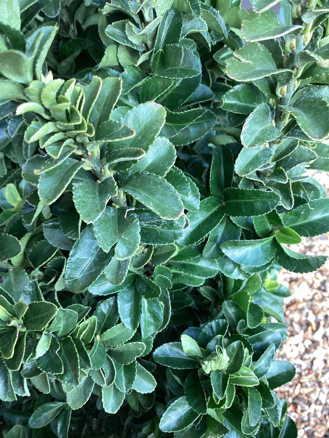 Euonymus japonicus 'Green Spire' - Height 80-90cm - 30lt