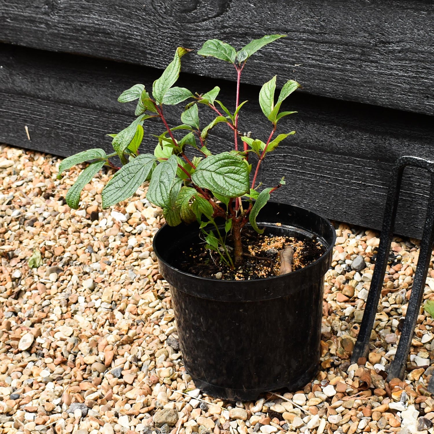 Cornus alba 'Sibirica' | Siberian Dogwood - 20-35CM - 3lt