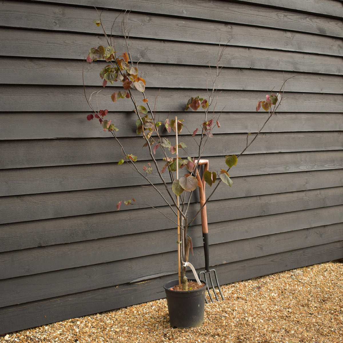 Cercis canadensis 'Forest Pansy' -Multistem - Height 90-140cm - 12lt