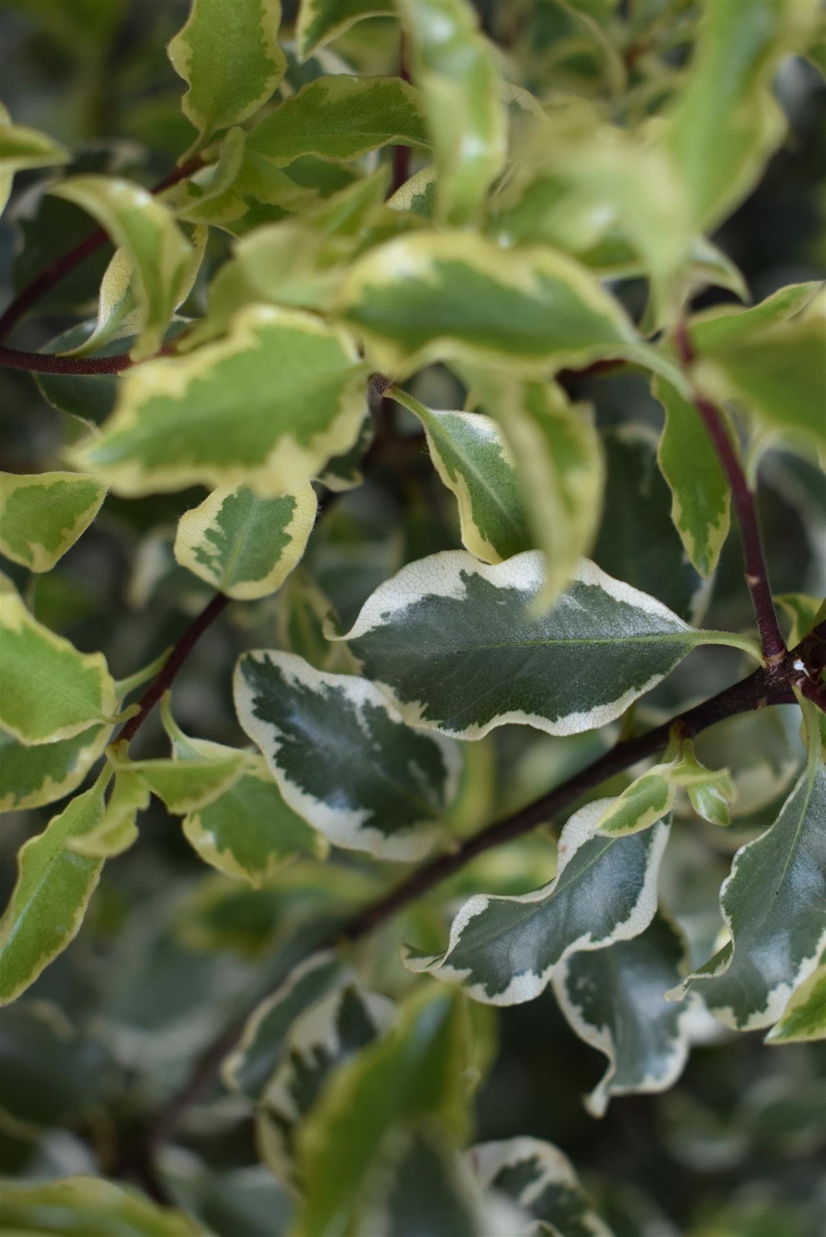 Pittosporum variegatum - 80-100cm - 12lt