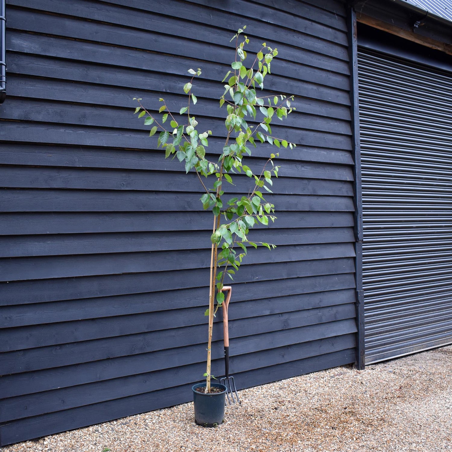 Himalayan Silver Birch - Betula jacquemontii | Himalayan Birch - Height 140-180cm - 10lt