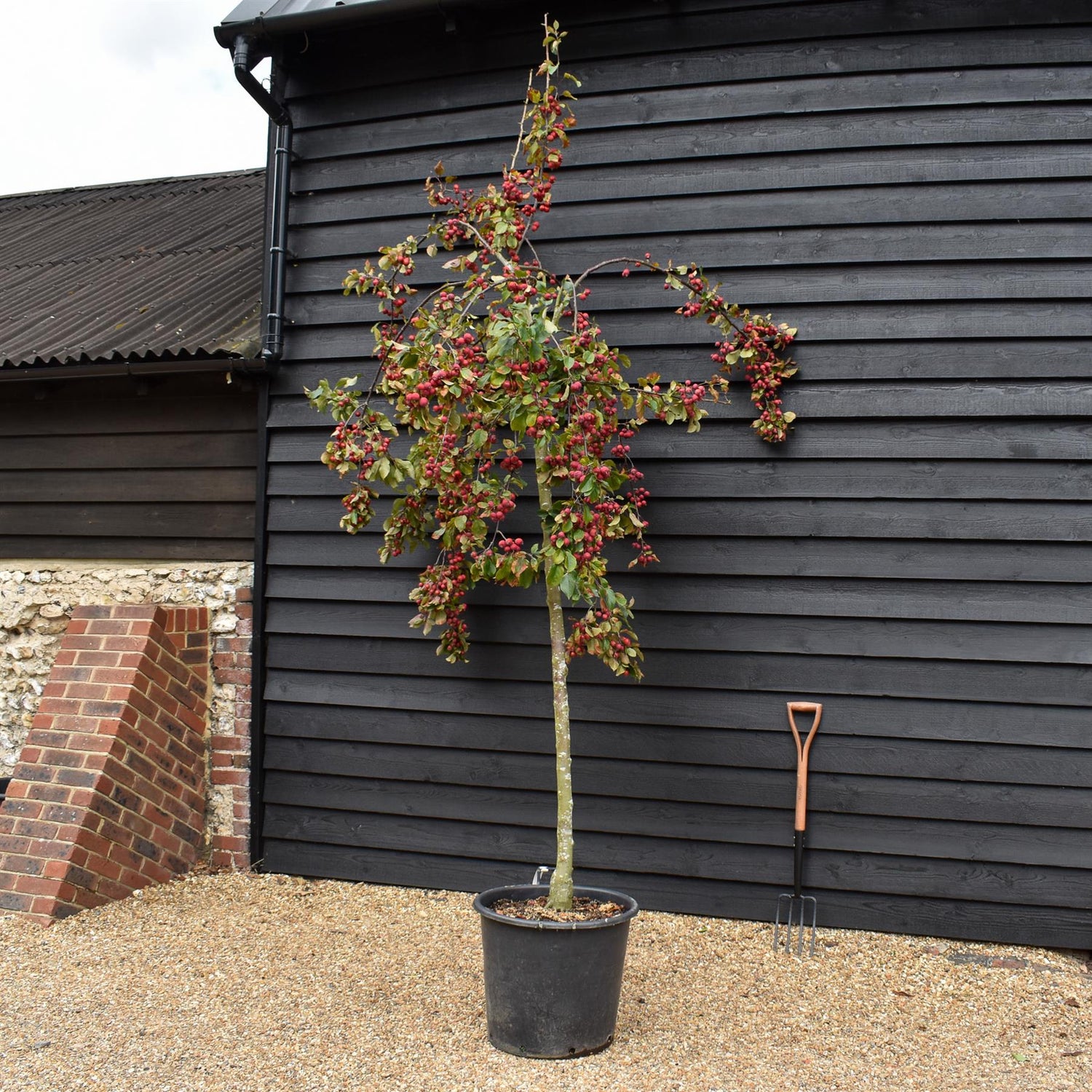 Malus Neville Copeman | Purple Crab Apple Tree, Clear Stem - Standard -  Girth 10-12cm - Height 360-380cm - 70lt