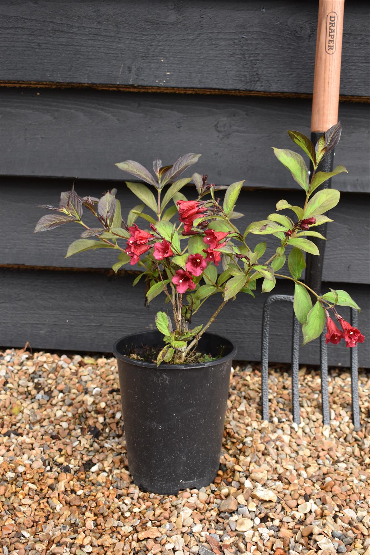 Weigela 'Camouflage' - 30-60cm - 5lt