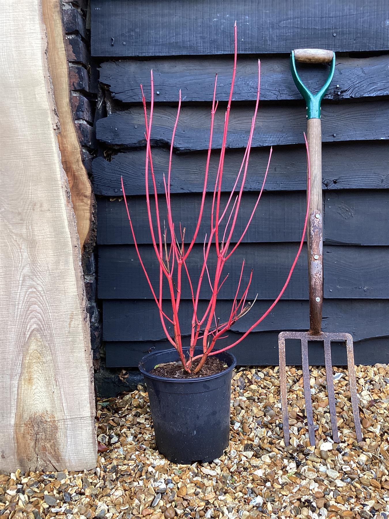 Cornus alba 'Sibirica' | Siberian Dogwood - 40-70cm, 5lt