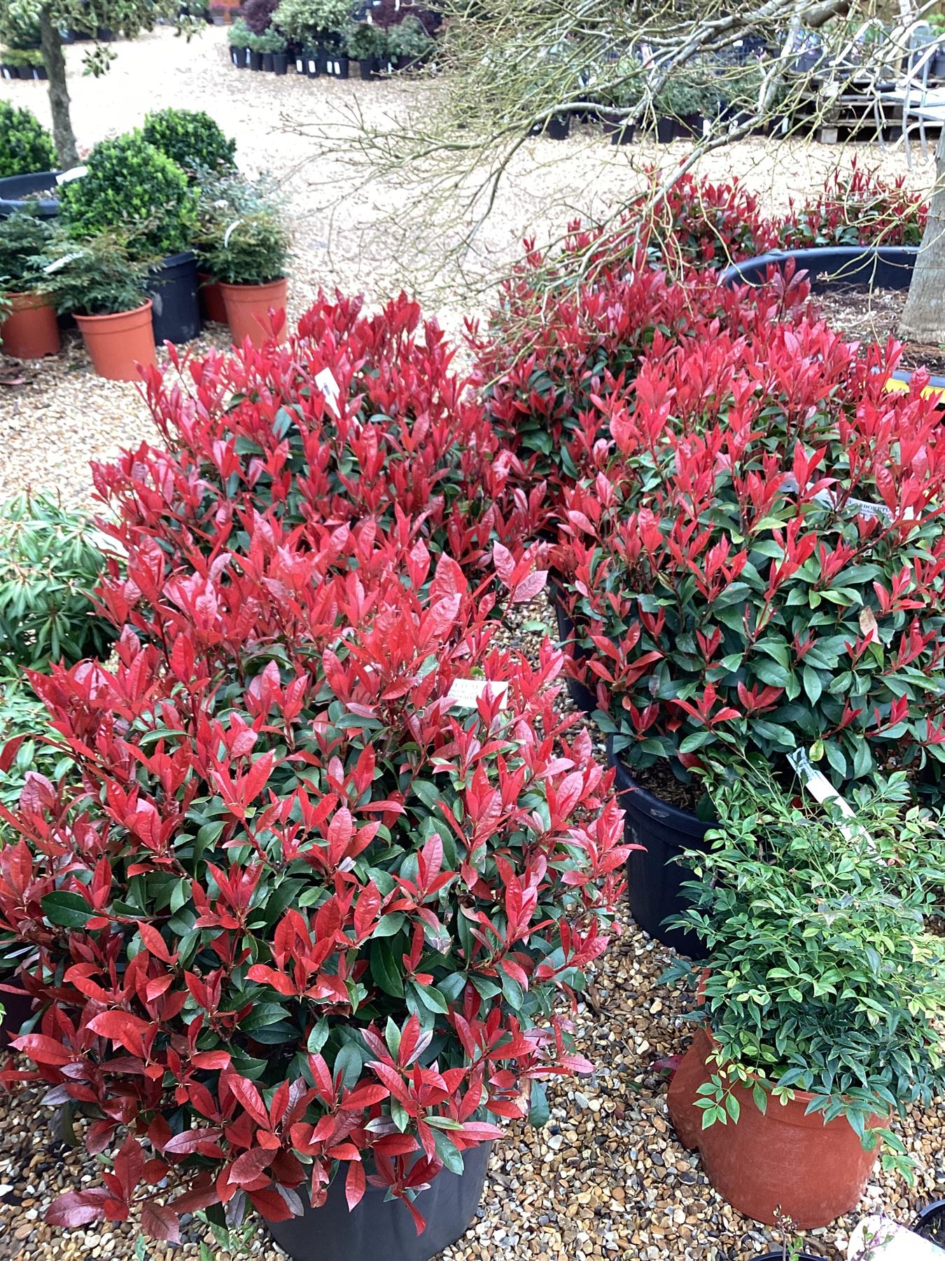 Photinia x fraseri Robusta Compacta - Ball - Dense Shrub -  Height 60-80cm - Width 60-80cm - 18lt