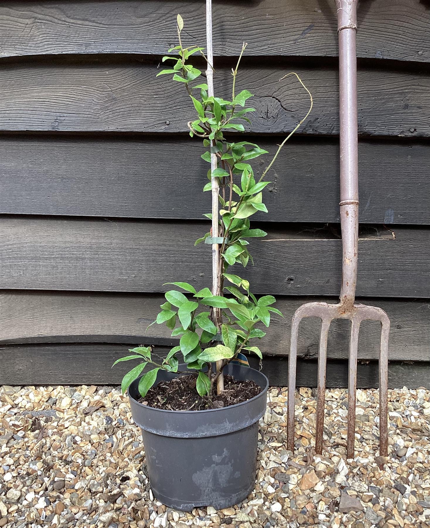 Trachelospermum jasminoides | Star of Toscana - Climber - Cane - 50-60cm - 7lt