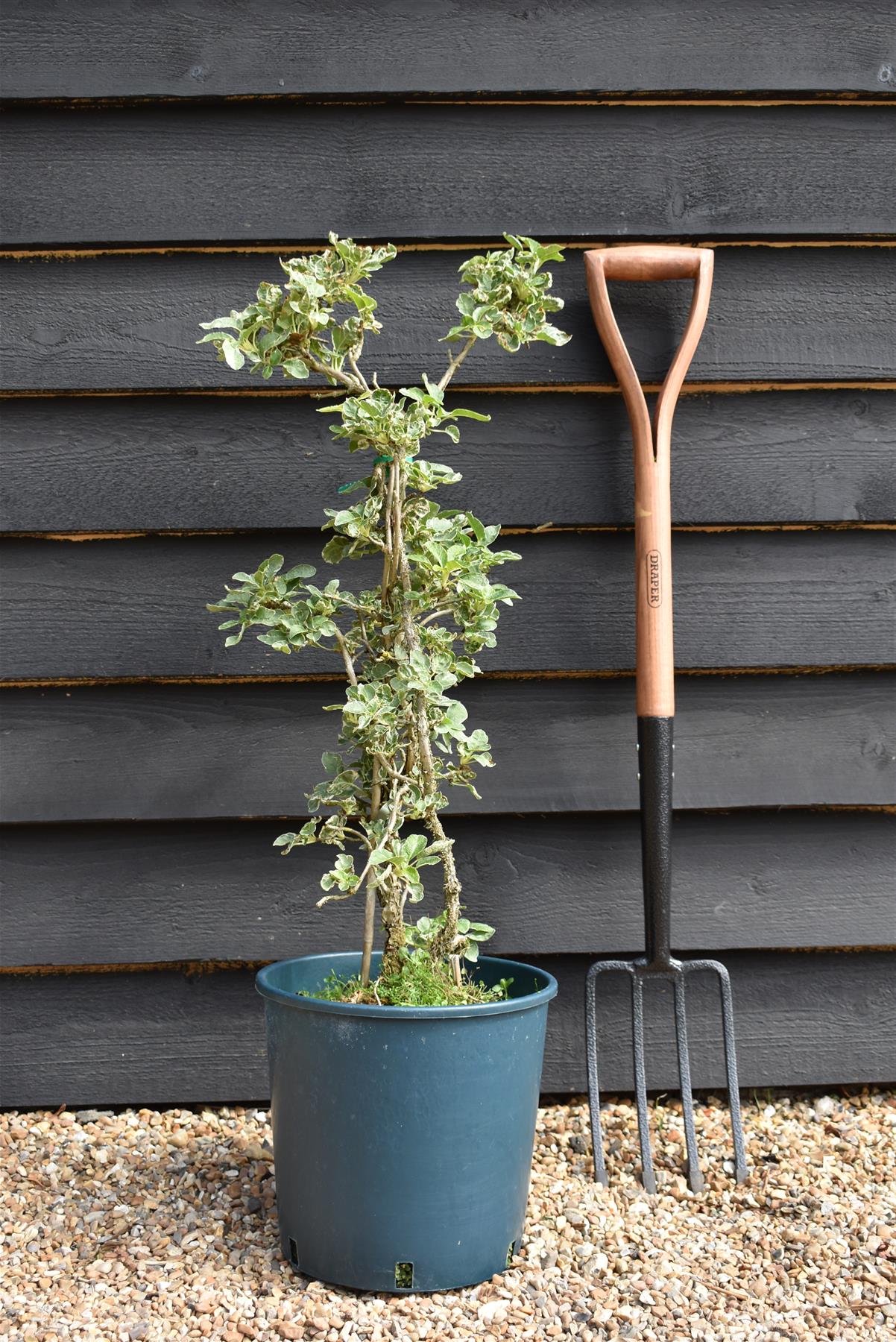 Hydrangea Silver Lining | Hydrangea Silver Lining - 20-40cm, 10lt