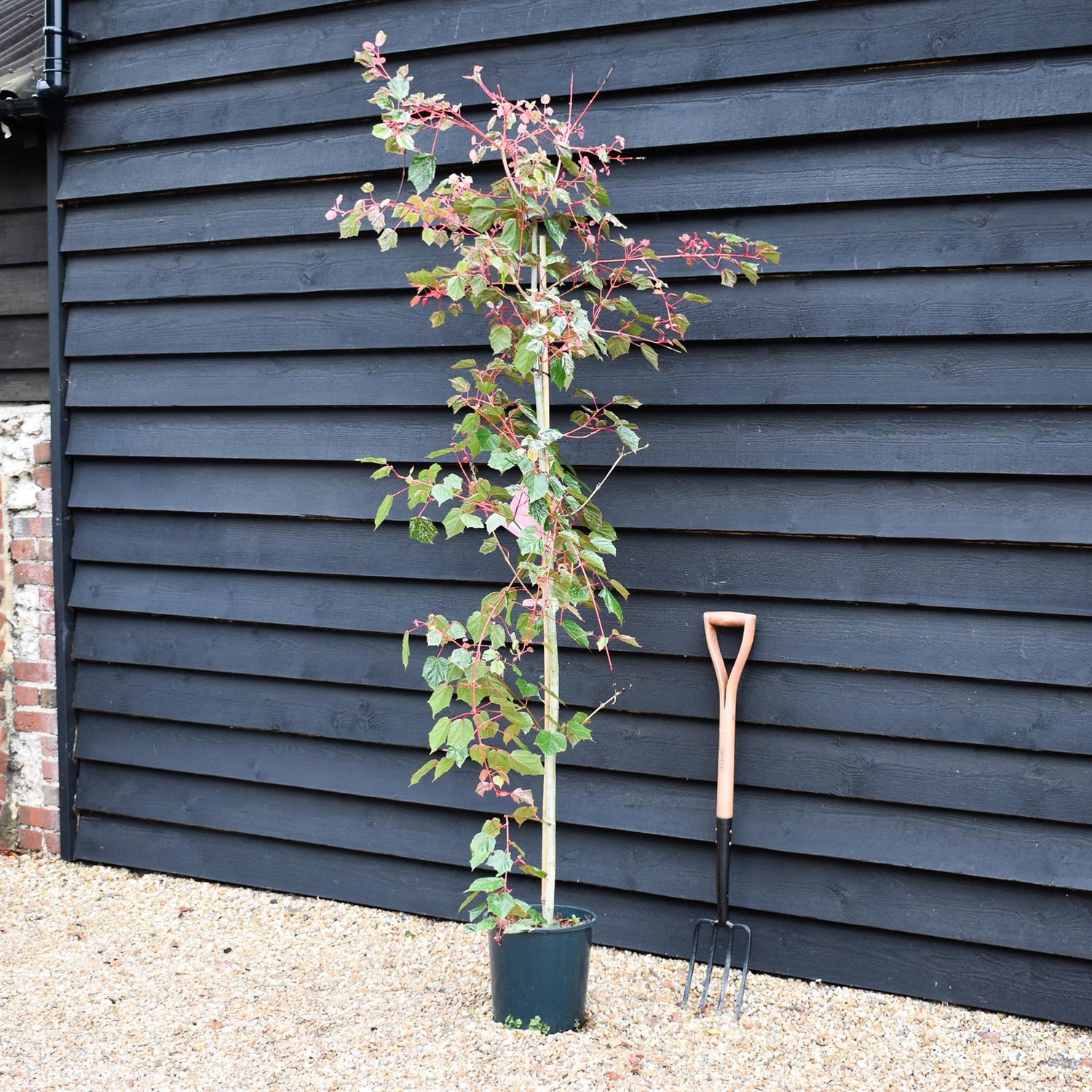 Acer 'Red Flamingo' - 180-220cm - 10lt