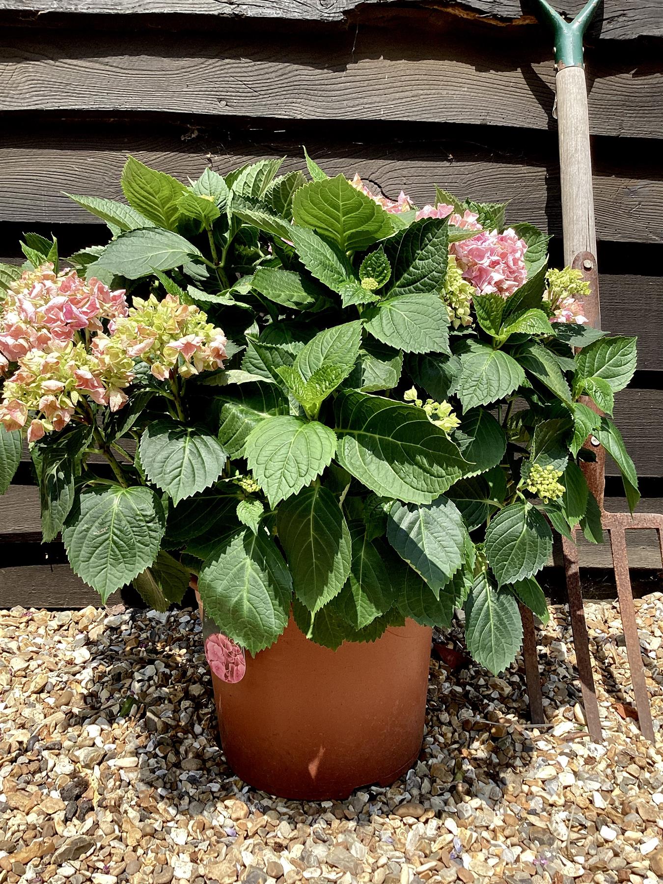 Hydrangea Original Mophead Pink | Pink Hydrangea 50-60cm - 8lt