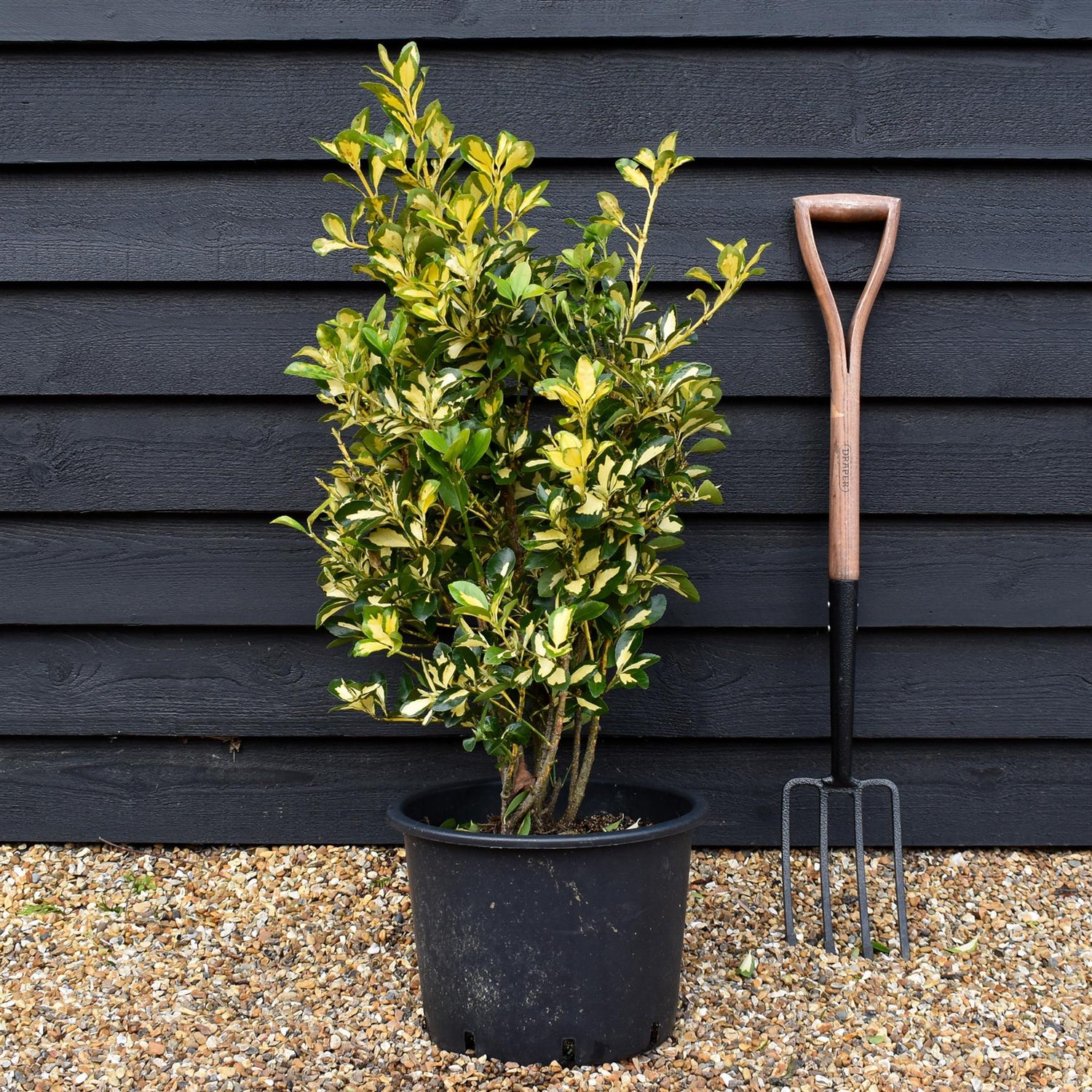 Euonymous Japonica Gold Queen - Height  60-70cm - 20lt