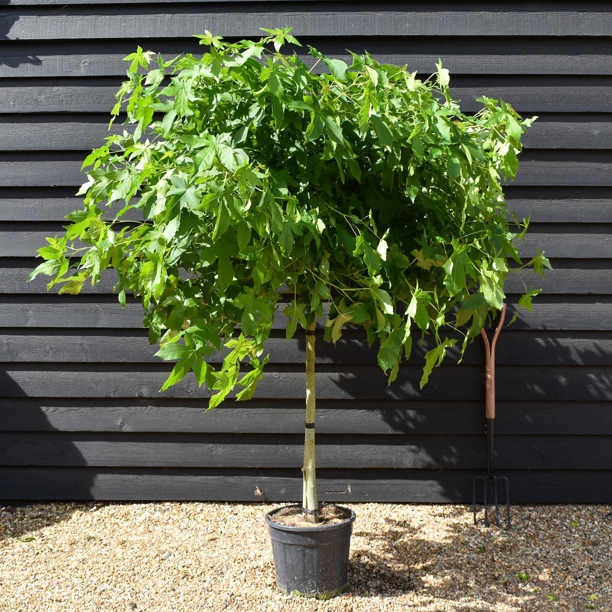 Liquidambar styraciflua 'Gum Ball' - Half standard - Clear Stem 100cm - Girth 6-8cm - Height 140-160cm - 20lt