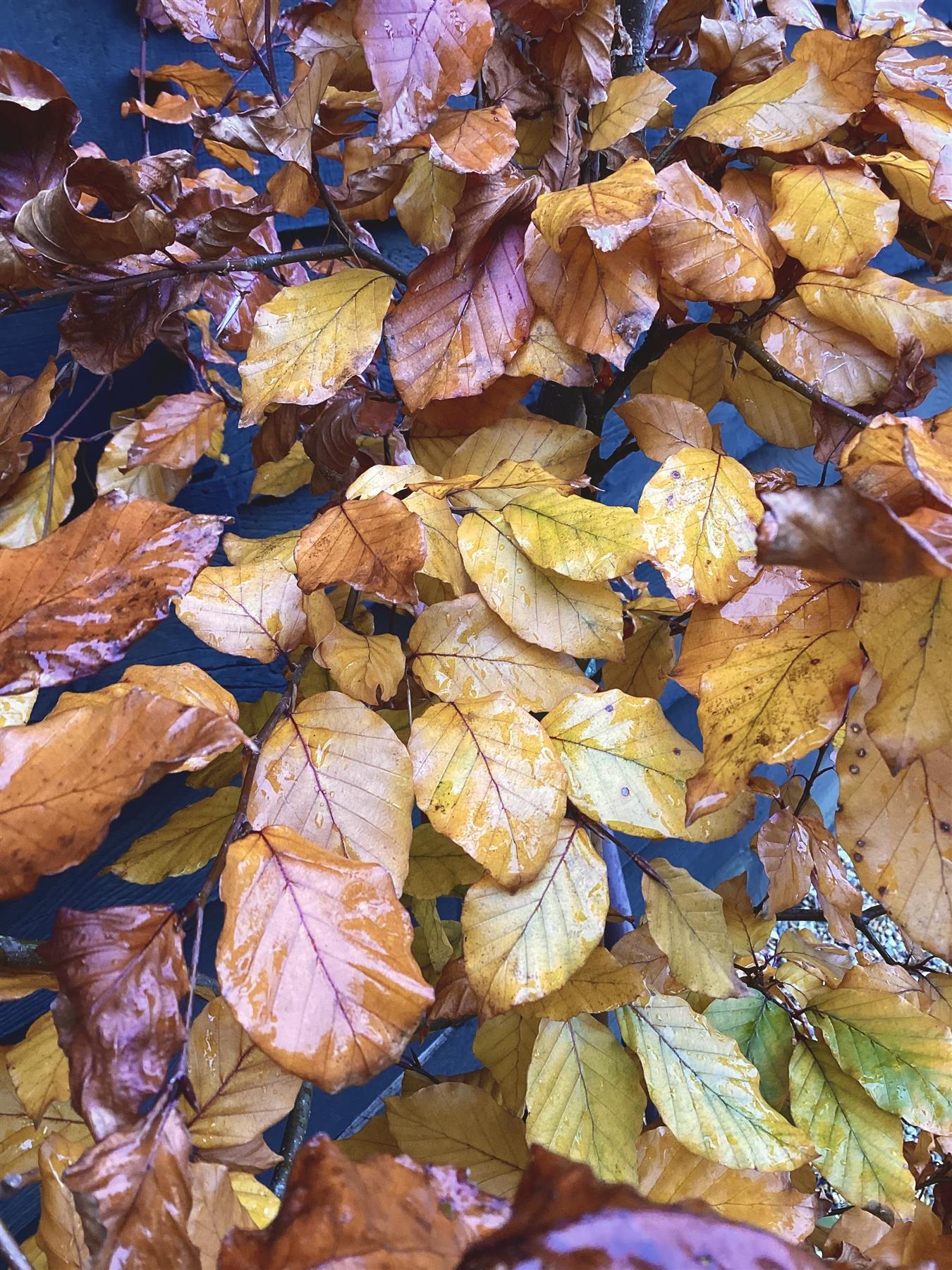 Fagus Sylvatica 'Purpurea Pendula'| Copper Beech -  Girth 8-10cm - Height 240-260cm - 70lt