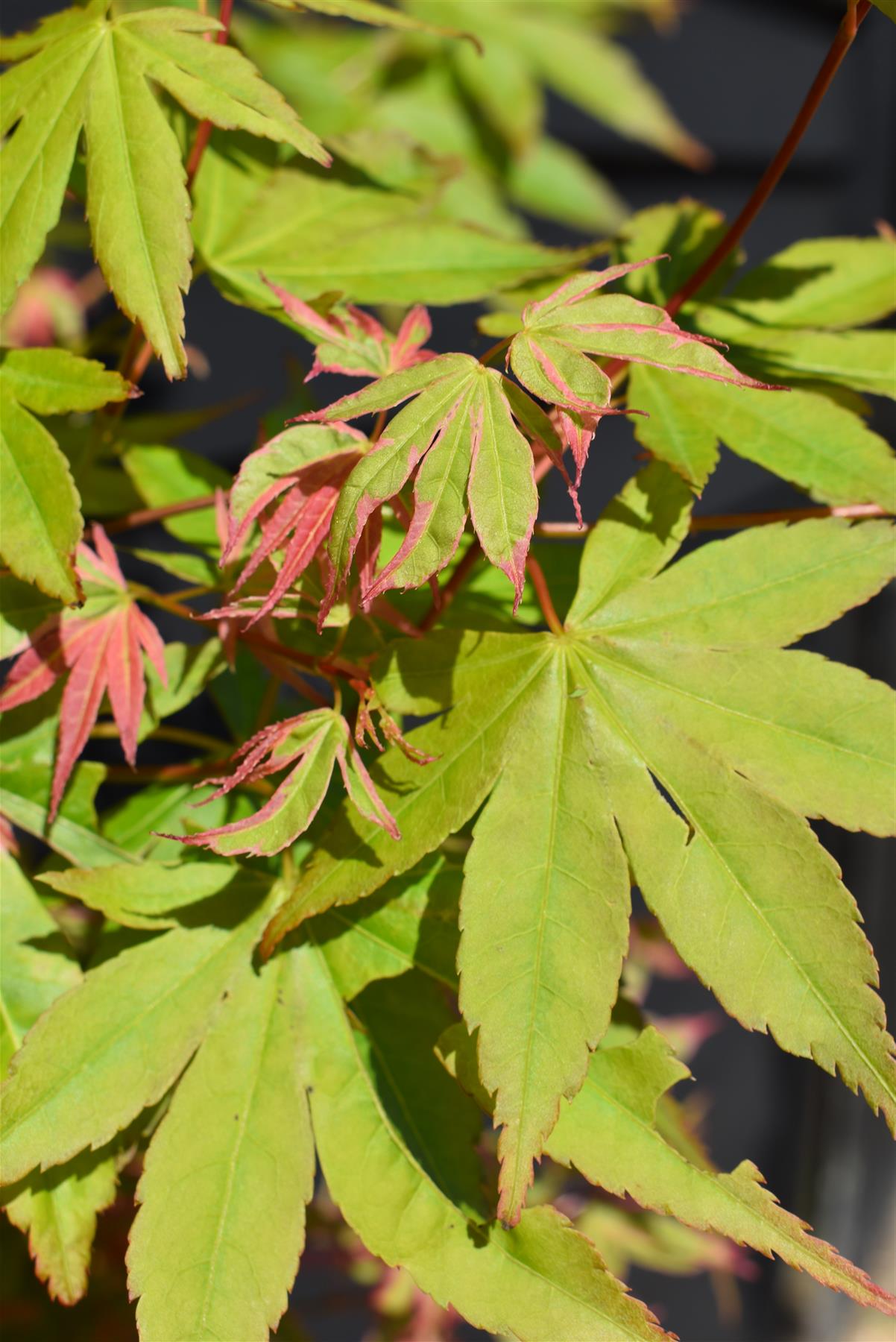 Acer palmatum 'Beni-schichi-henge' | Japanese maple 'Beni-schichi-henge' - 150-160cm - 15lt